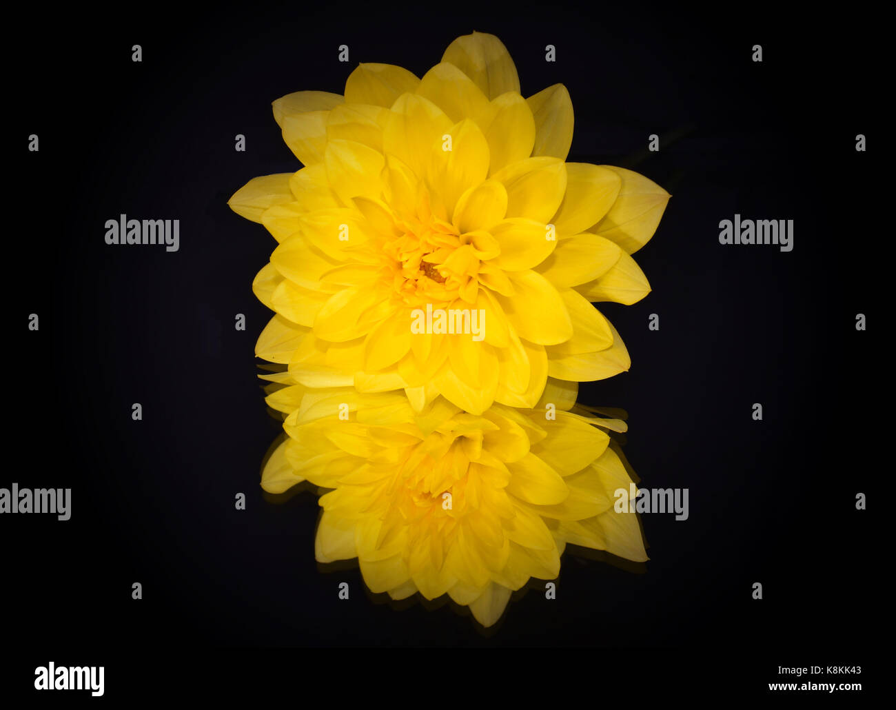 Dahlia giallo riflessa in specchio con sfondo nero Foto Stock