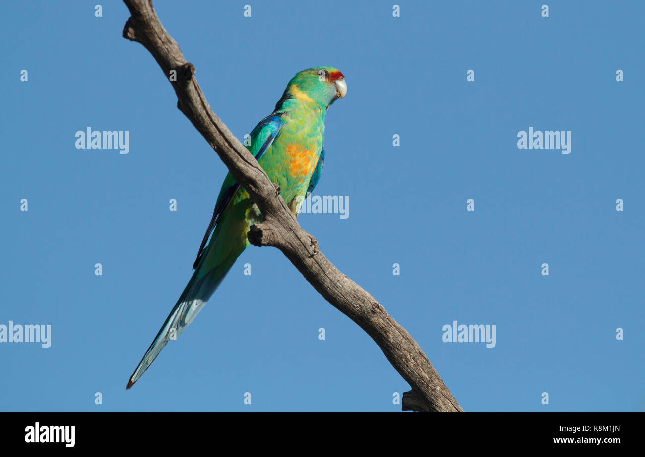 Anello-colli, Parrot barnardius zonarius, appollaiato su un ramo con cielo blu di sfondo e copiare lo spazio in outback western queensland Foto Stock