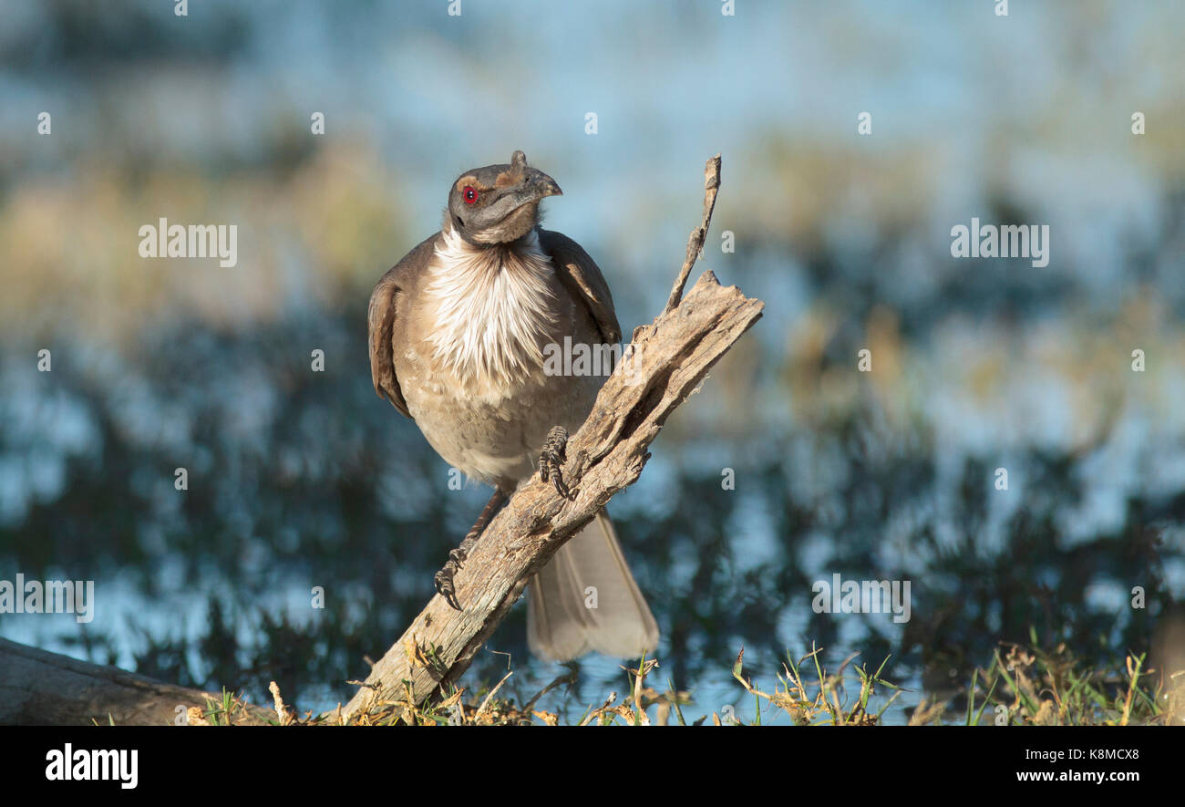 Un rumoroso friarbird, Filemone corniculatus, appollaiato su un ramo in prossimità di un outback waterhole in western queensland Foto Stock