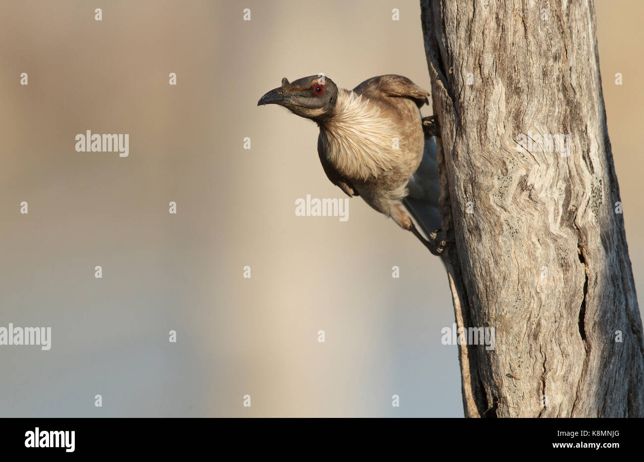 Un rumoroso friarbird, Filemone corniculatus, arroccato sul lato del tronco di un albero in western queensland Foto Stock