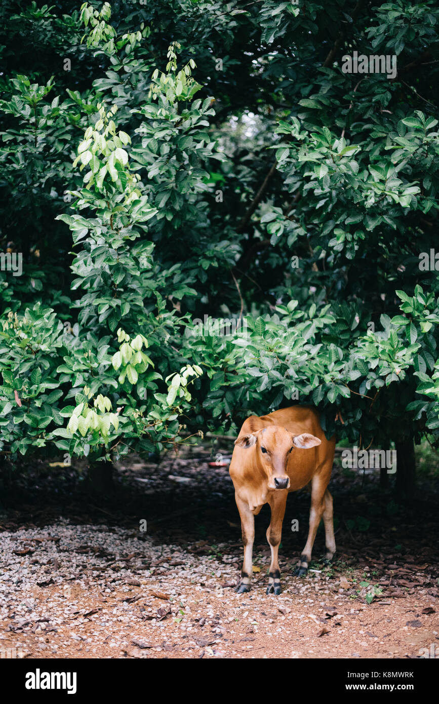 Bestiame.mucca o vitello è mangiare le foglie in fattoria.agricoltura e allevamento il concetto di business Foto Stock