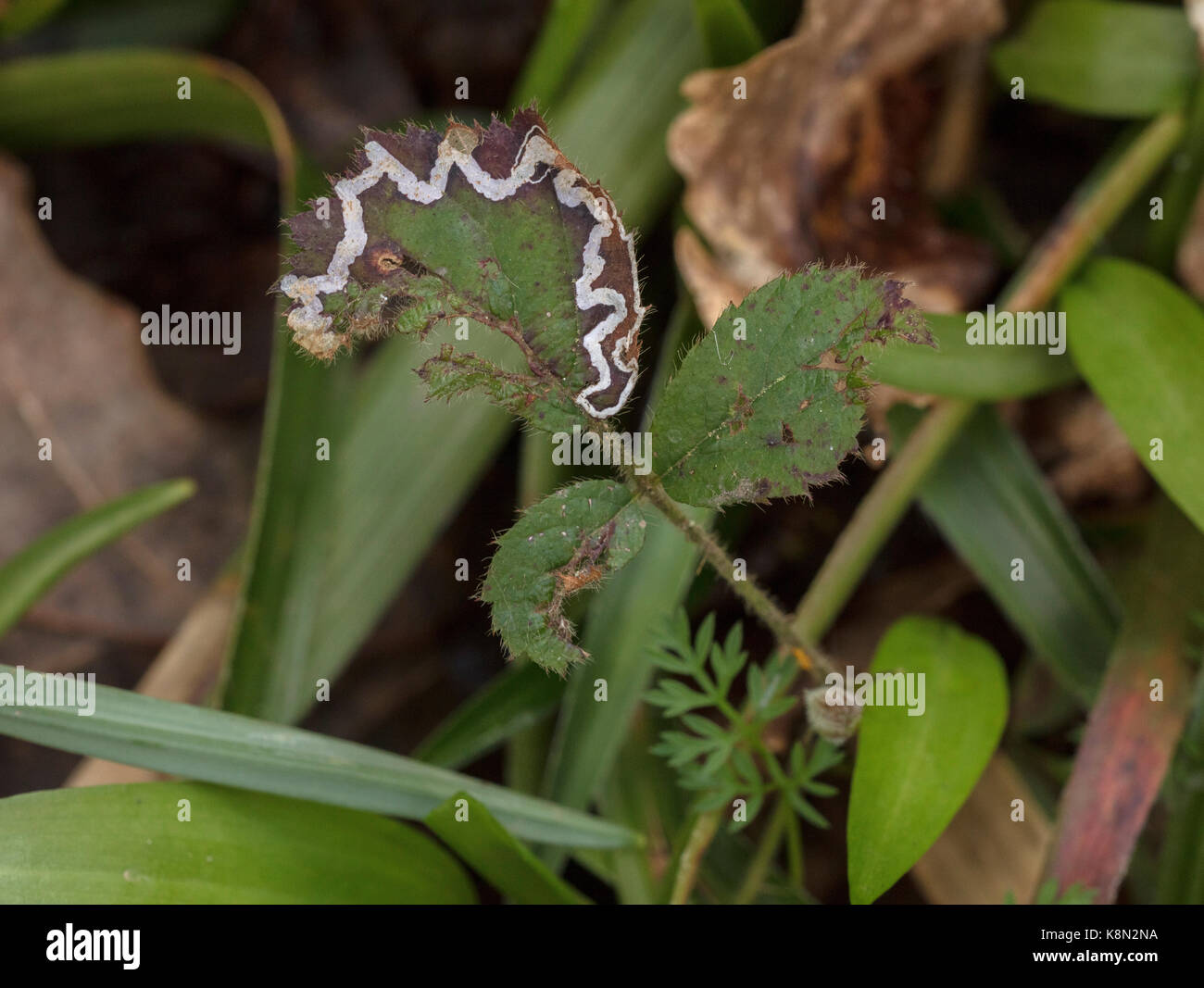 Miniera di foglia del micromoth, Stigmella aurella sulla foglia di rovo. Devon Foto Stock