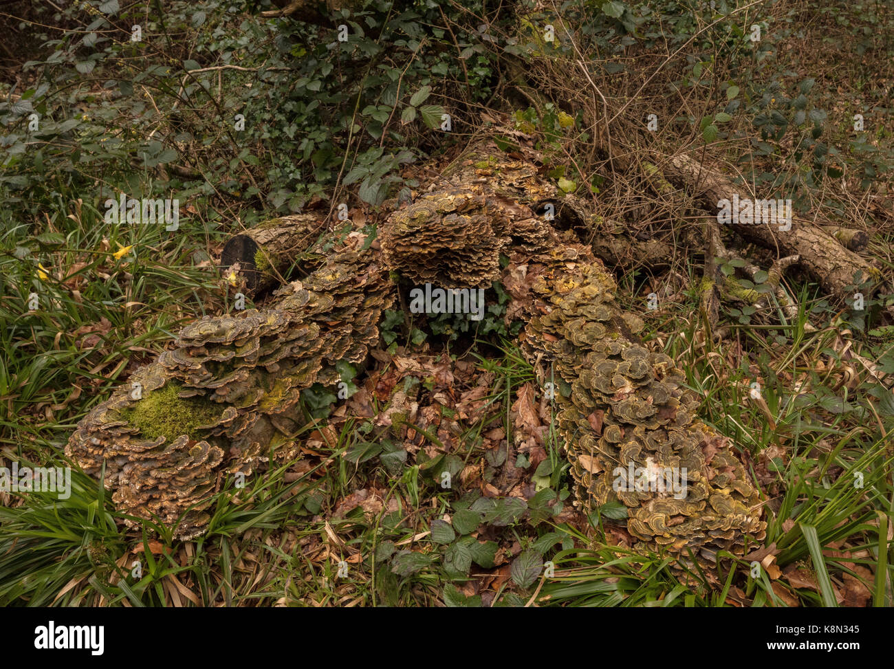 Turkeytail, Trametes versicolor, un fungo della staffa di copertura di un vecchio log in weoodland, Devon Foto Stock