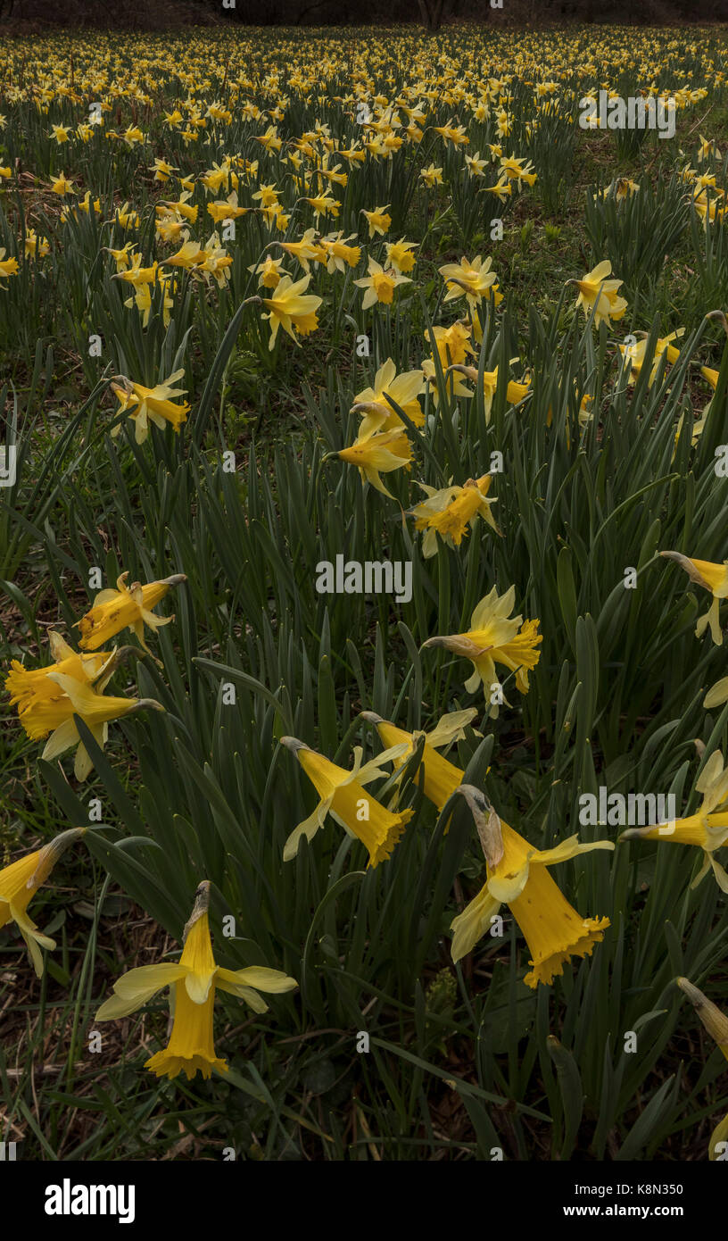 I narcisi selvatici, Narcissus pseudonarcissus in primavera nel Teign Valley, Dartmoor Devon Foto Stock