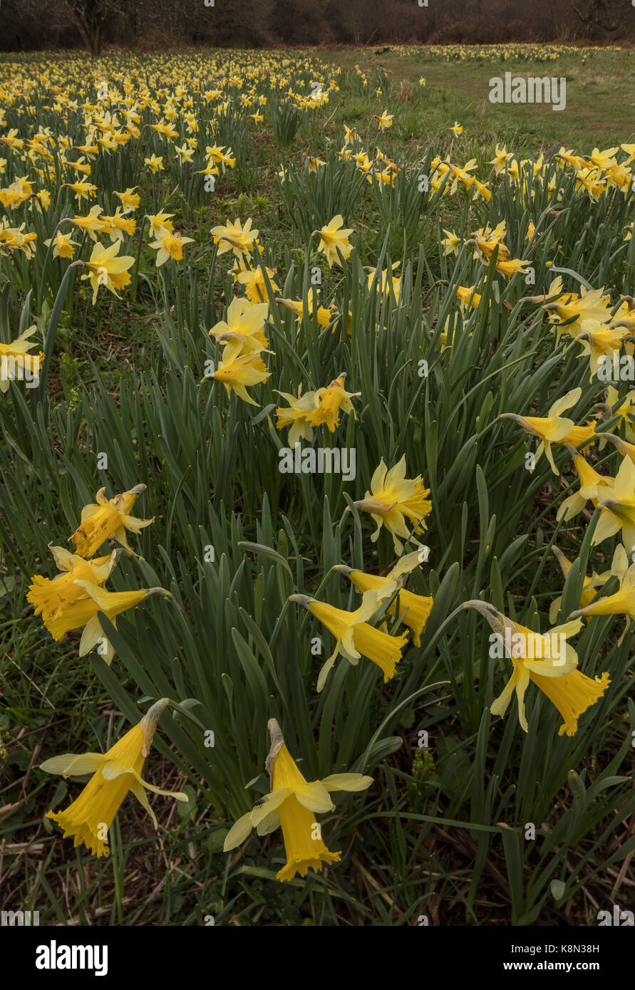 I narcisi selvatici, Narcissus pseudonarcissus in primavera nel Teign Valley, Dartmoor Devon Foto Stock