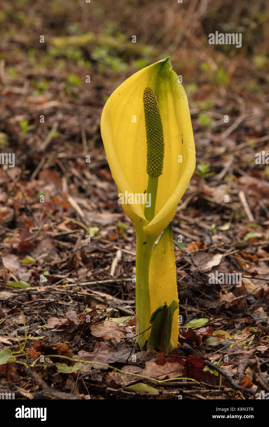 Giallo Skunk cavolo, Lysichiton americanus, nel bosco umido, Devon. Foto Stock