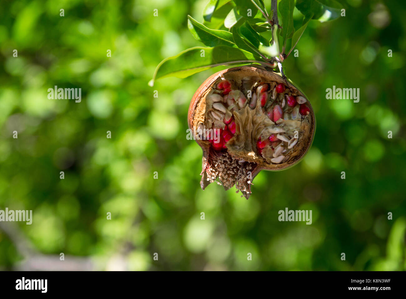 Coppia incrinato melagrana sulla struttura ad albero Foto Stock