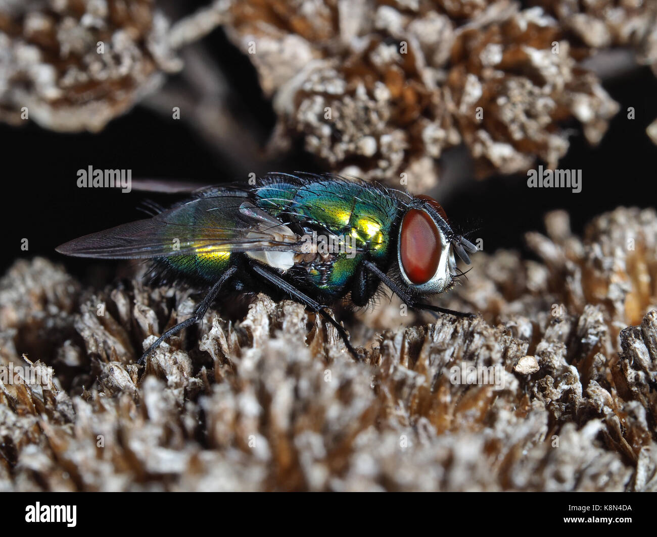 Foto macro Green Fly Foto Stock