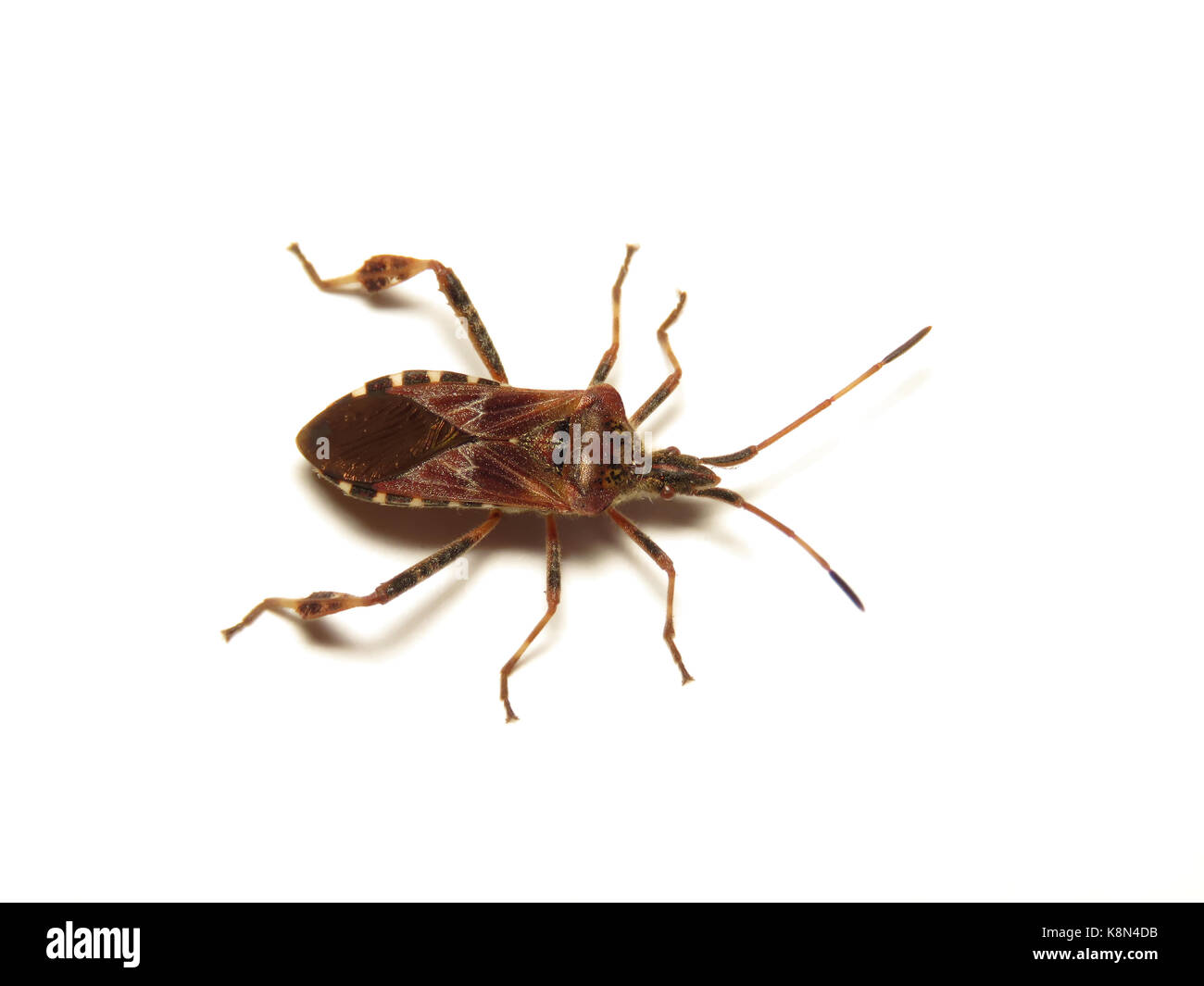 Western sementi di conifere bug (Leptoglossus occidentalis) trovato indoor in Western WA, Stati Uniti d'America Foto Stock