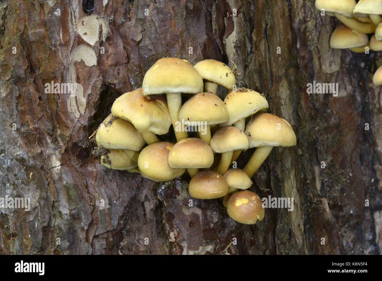 Ciuffo di conifere - hypholoma capnoides Foto Stock