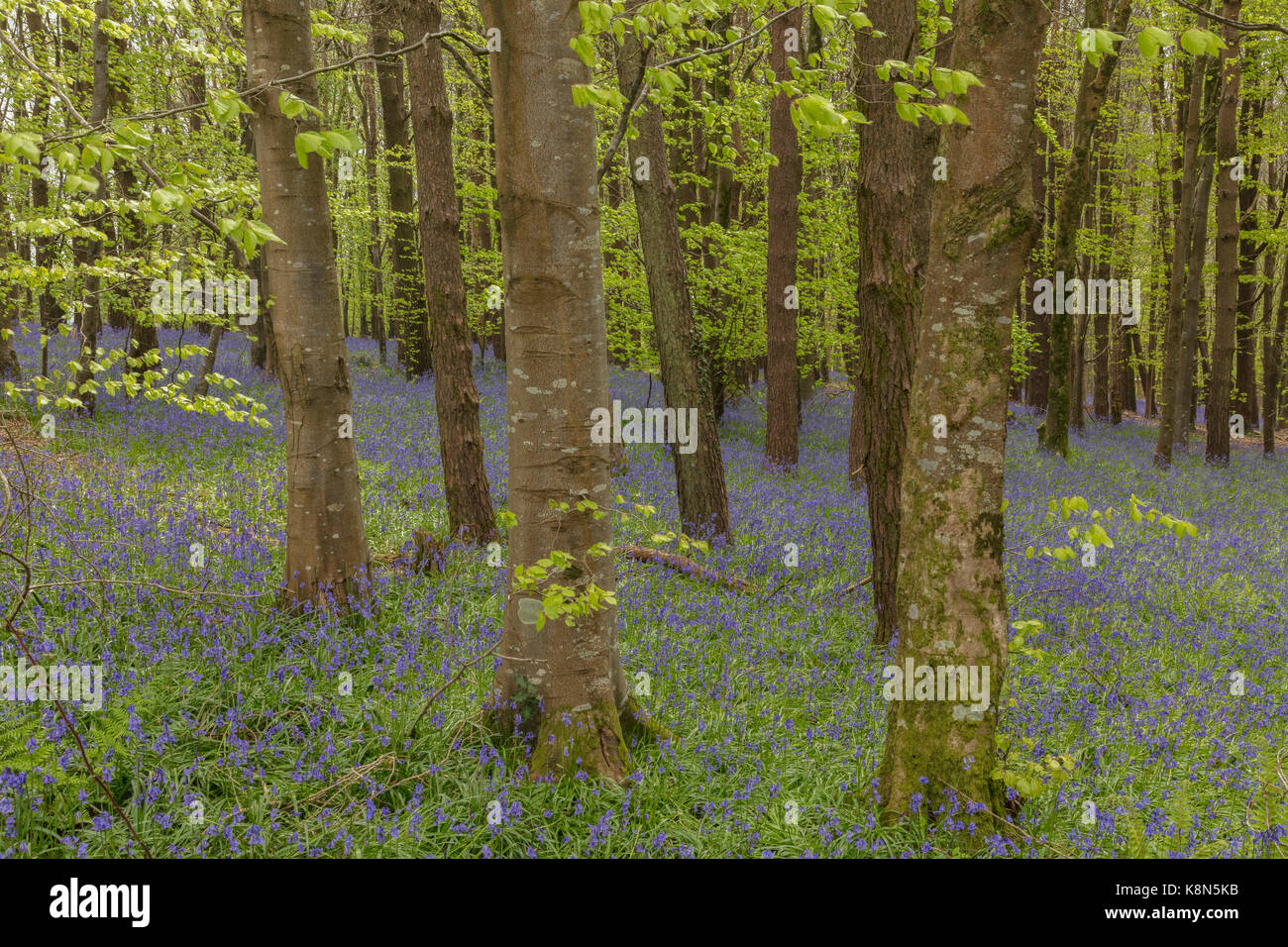 Bluebells, Hyacinthoides non scripta, in fiore in un misto di faggio e piantagione di pini di pietre a comune, West Dorset Foto Stock