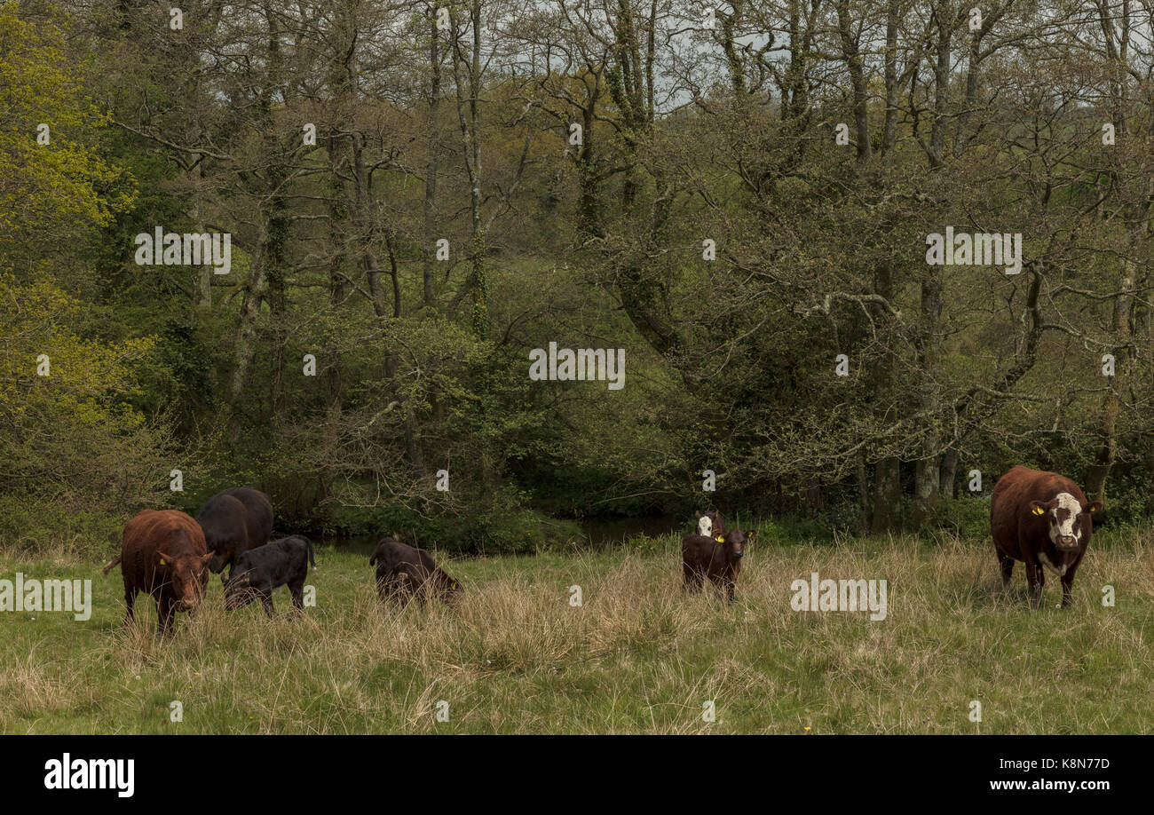 Shetland il pascolo di bestiame Kingcombe Riserva Naturale, Dorset Foto Stock