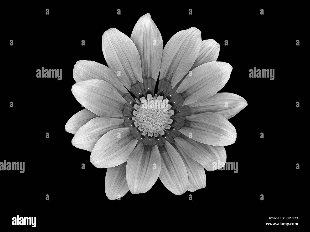 Bel fiore in bianco e nero Foto Stock