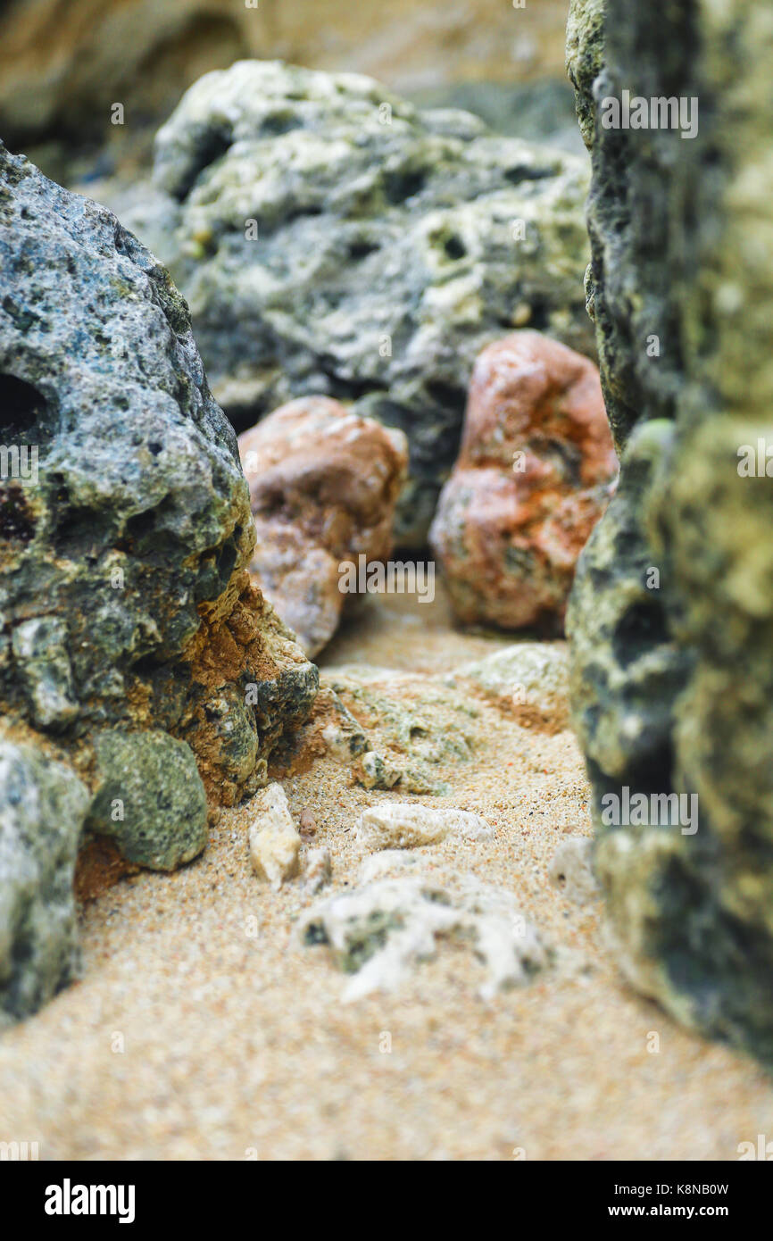 Una macro shot del paesaggio circostante in spiaggia Foto Stock