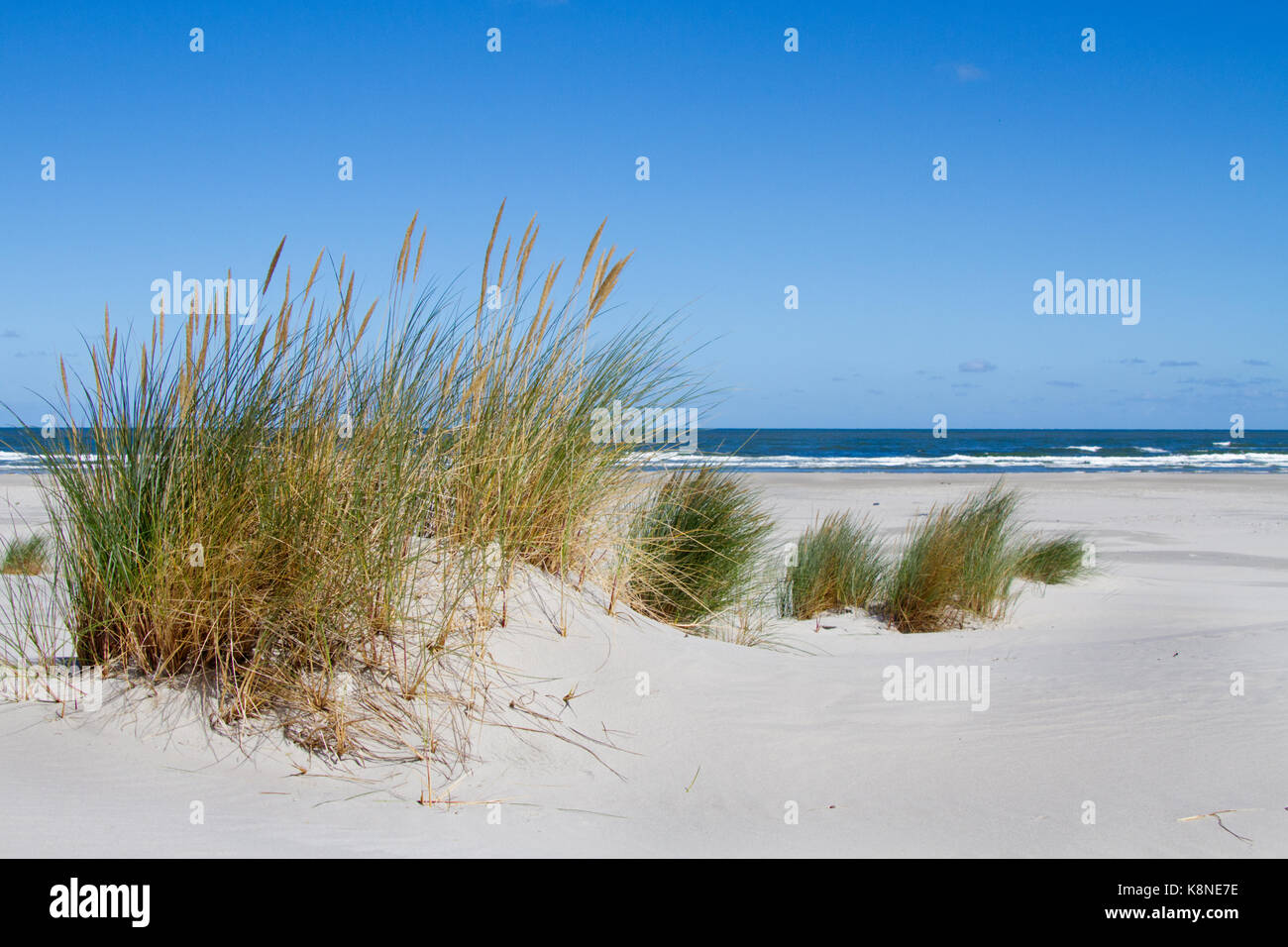 Marram erba e sabbia lettino, formando un embrione di dune, il primo stadio di sviluppo di dune Foto Stock Marram erba e sabbia lettino, formando un embrione di dune, il primo stadio di sviluppo di dune Foto Stock