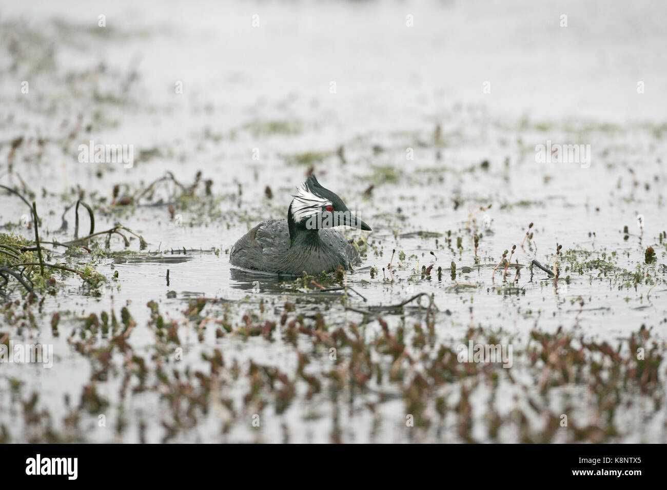 Bianco-tufted grebe Rollandia rolland nuoto nelle Isole Falkland Foto Stock