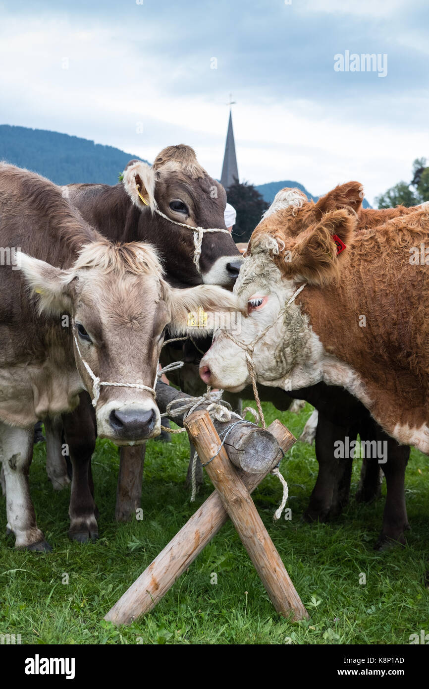 Mucche alpine in Pfronten, Allgau, Bawaria, Germania Foto Stock
