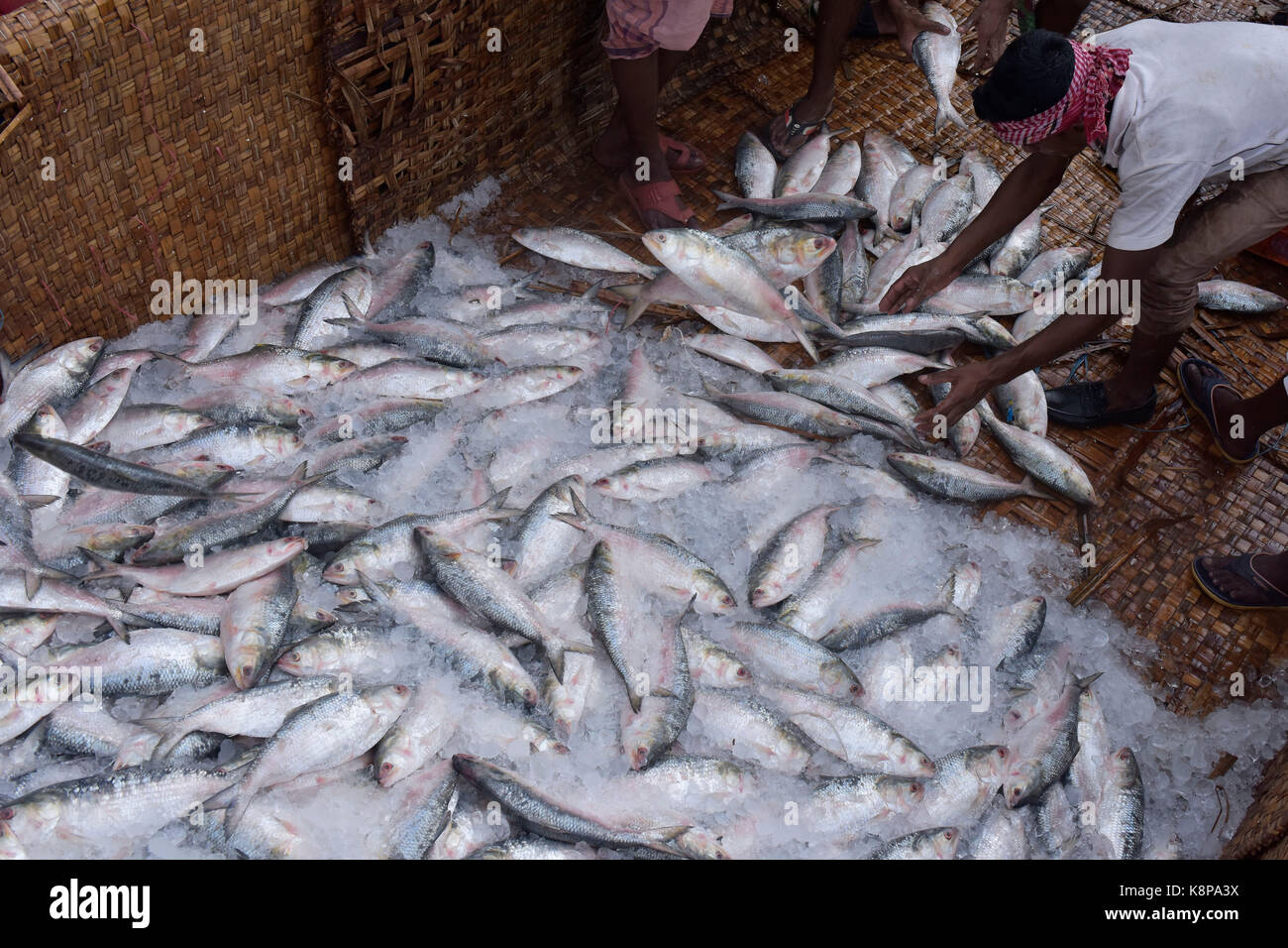 Dacca in Bangladesh - Settembre 20, 2017: un lavoratore del Bangladesh hilsa carichi di pesce su un carrello a kawran bazar, a Dhaka, nel Bangladesh, 20 settembre 2017. tenualosa ilisha (ilish, hilsa, hilsa aringa o hilsa shad) è una specie di pesce nella famiglia di aringhe e un famoso cibo pesce in Asia del sud. il pesce contribuisce per circa il 12% della produzione totale di pesce e circa il 1 per cento del PIL in Bangladesh. circa 450.000 persone sono coinvolte direttamente con la cattura di sostentamento; circa quattro o cinque milioni di persone sono indirettamente coinvolti con il commercio. Foto Stock