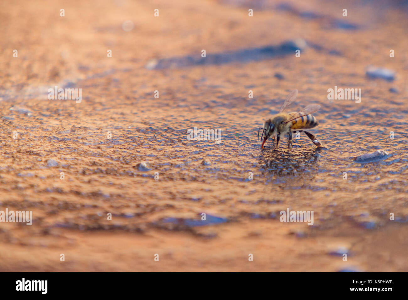 Asuncion in Paraguay. Xx Settembre, 2017. Una calda giornata di sole in Asuncion con temperature intorno ai 37°C come il miele delle api va in cerca di acqua poco profonda fonti per rimanere idratato vicino a una pozzanghera. Credito: Andre M. Chang/ARDUOPRESS/Alamy Live News Foto Stock