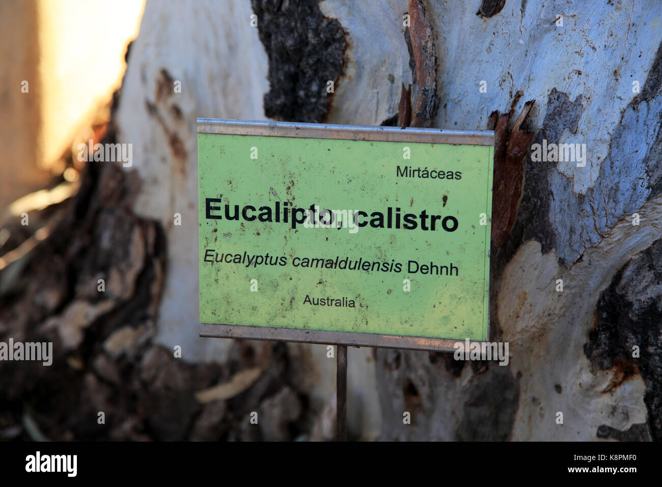 Eucalipto latino segno, giardini botanici a Rodalquilar, Parco Naturale Cabo de Gata, Almeria, Spagna Foto Stock