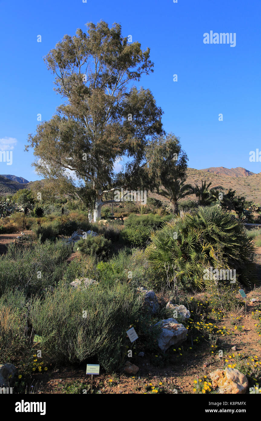 Eucalipto giardini botanici a Rodalquilar, Parco Naturale Cabo de Gata, Almeria, Spagna Foto Stock