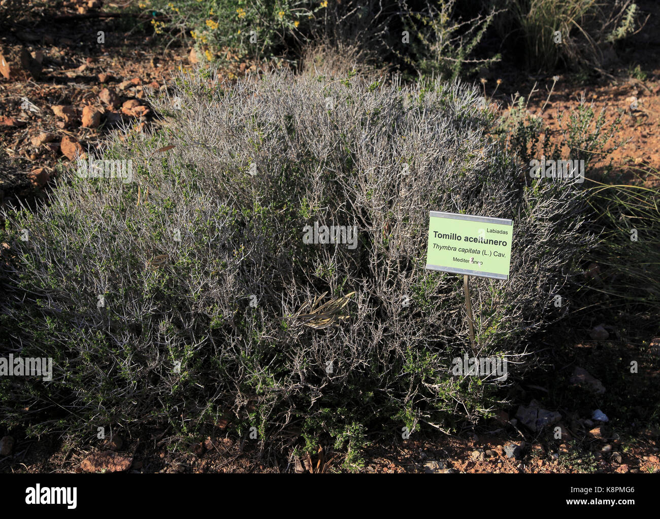 Thymbra capitata impianto giardini botanici a Rodalquilar, Parco Naturale Cabo de Gata, Almeria, Spagna Foto Stock