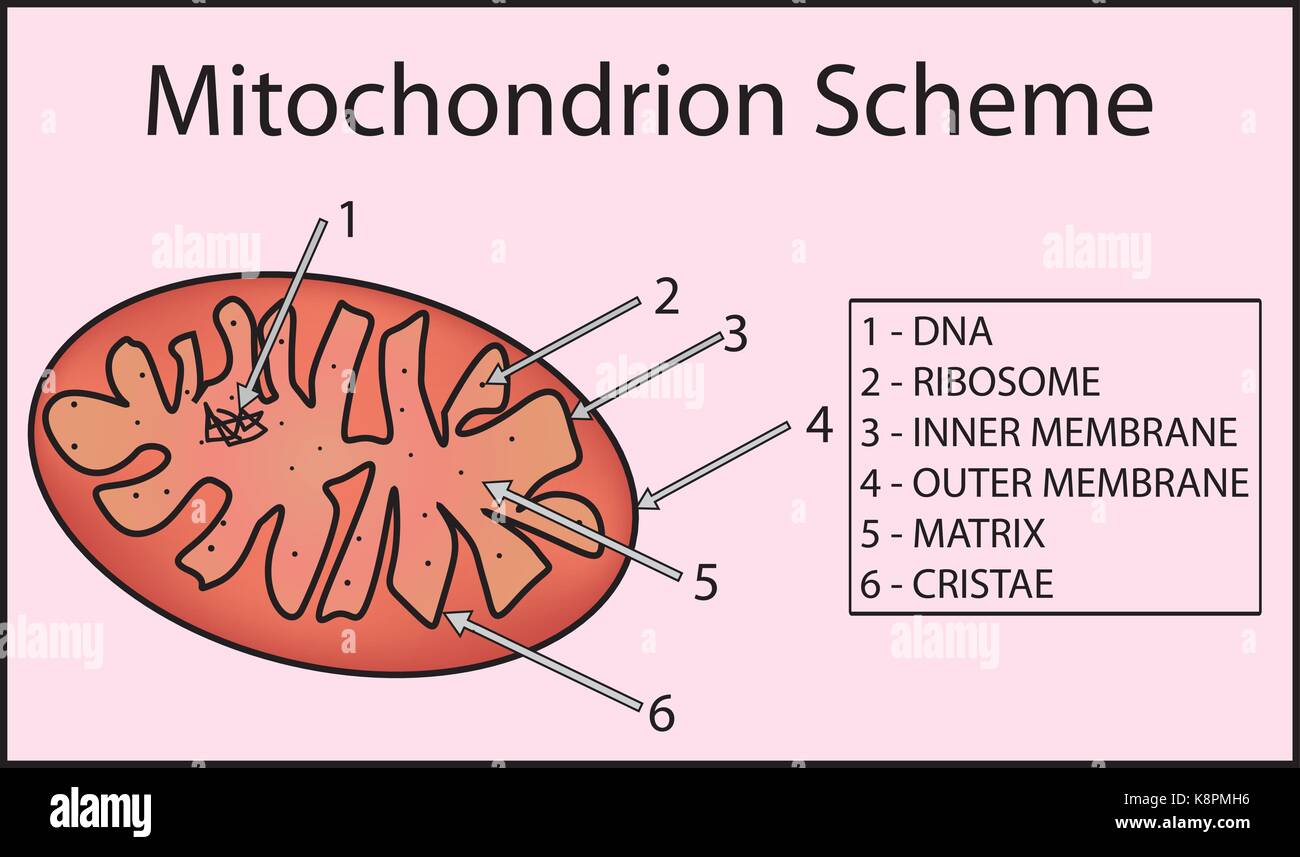 Struttura mitocondrio organulo. anatomia del mitocondrio Illustrazione Vettoriale
