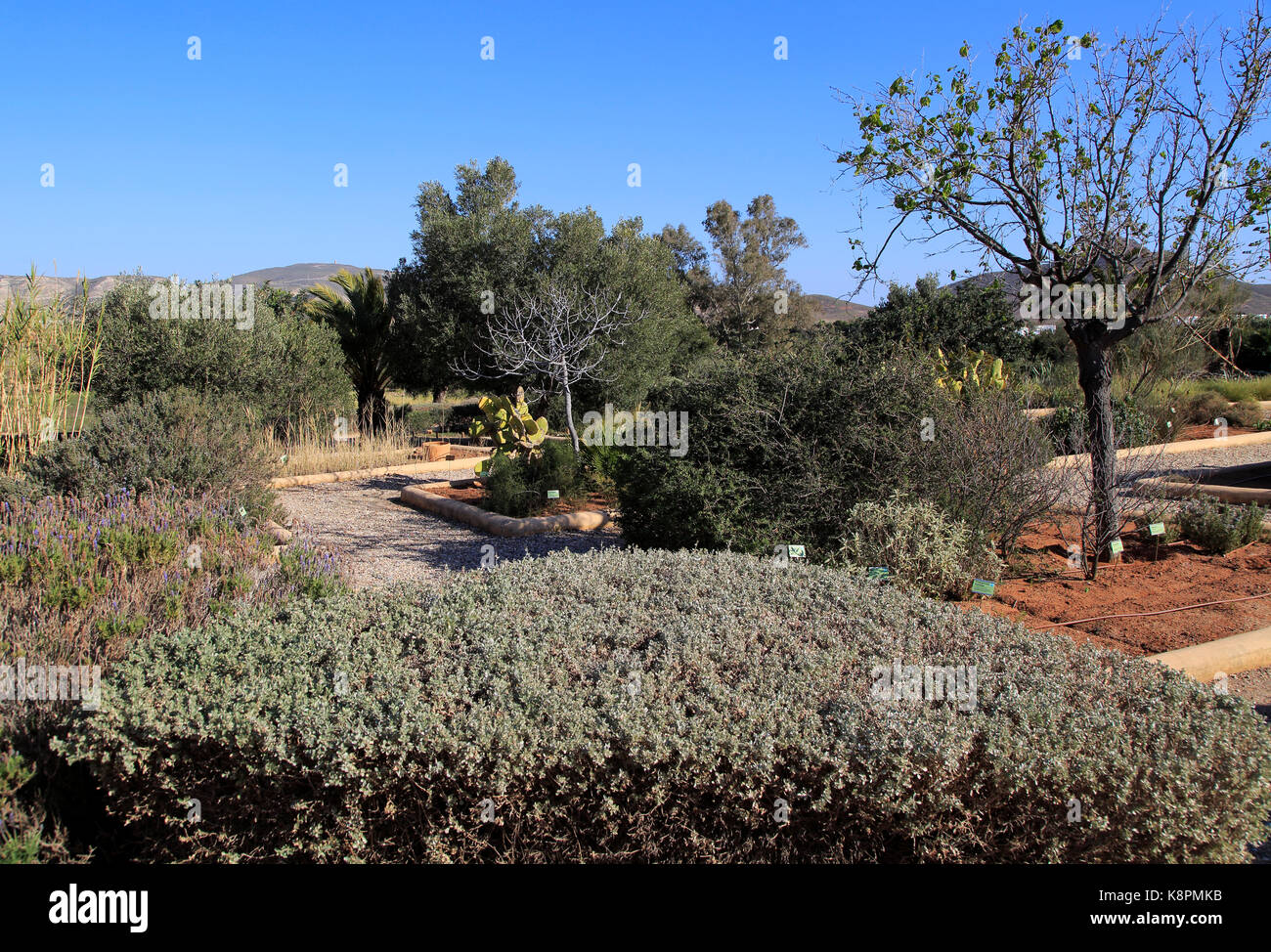 Giardini botanici a Rodalquilar, Parco Naturale Cabo de Gata, Almeria, Spagna Foto Stock