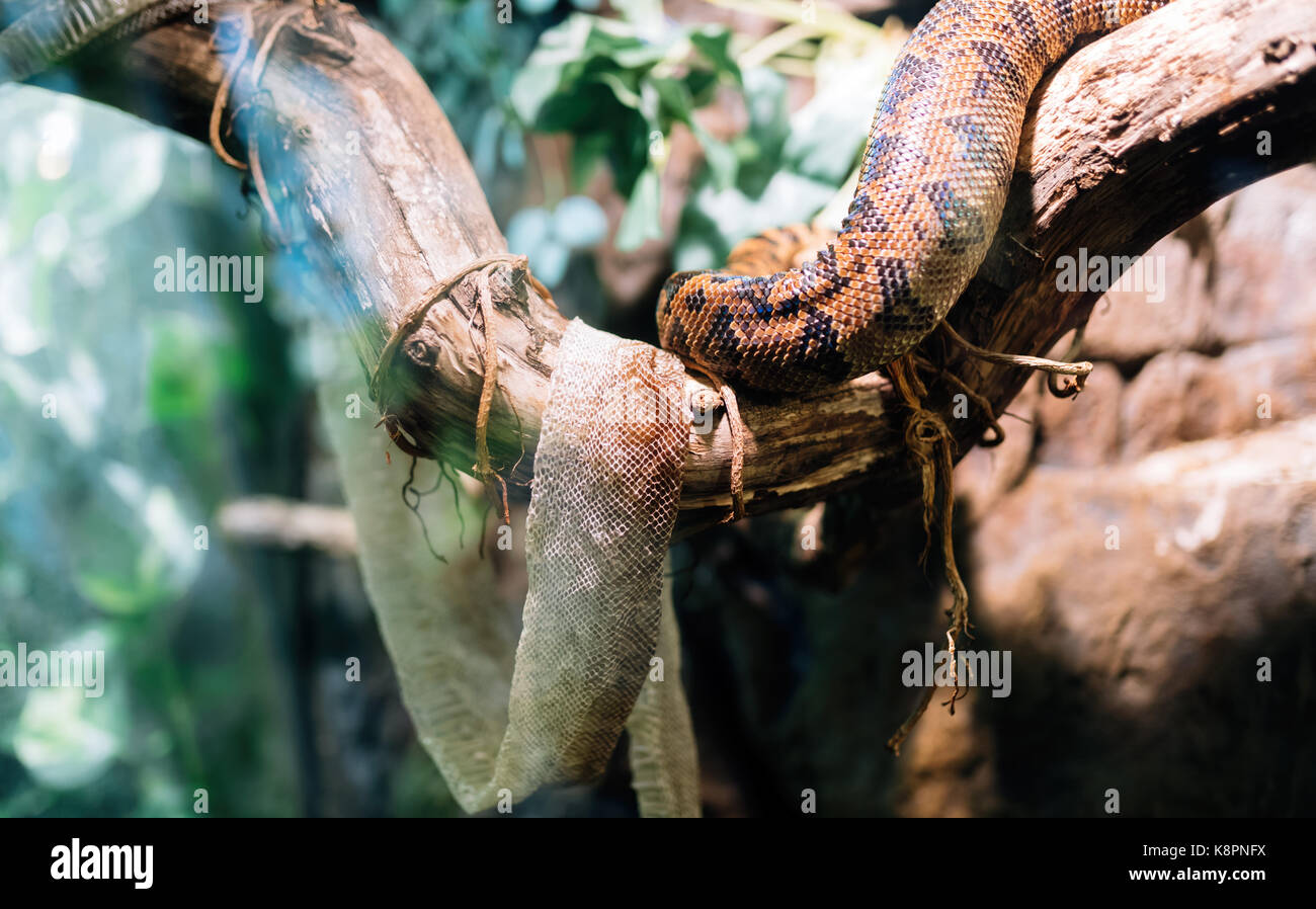 Immagine del serpente e la sua pelle shedded su albero Foto Stock