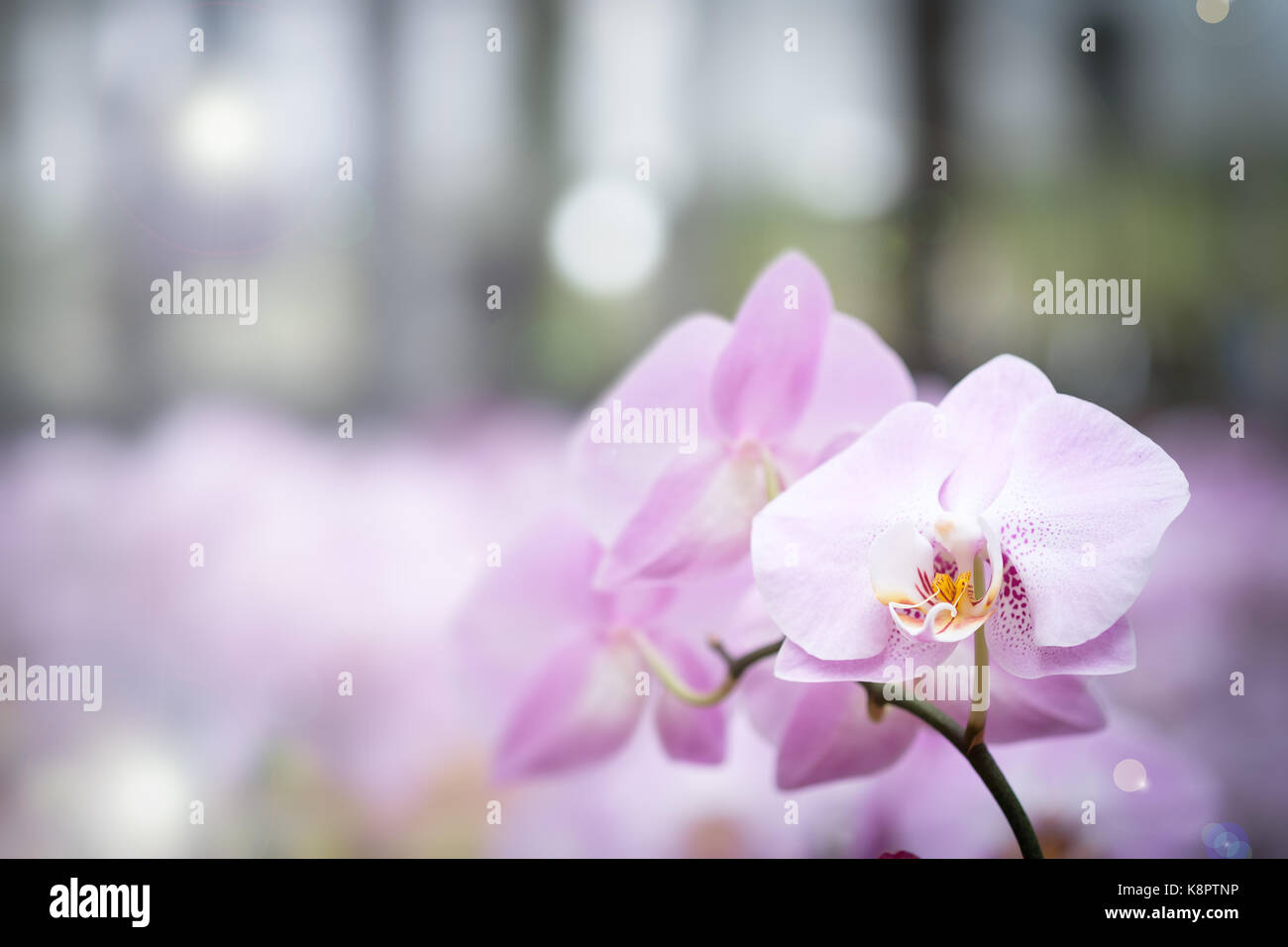 Bellissimi fiori di orchidea con sfondo naturale, selezionare la messa a fuoco e la sfocatura. Foto Stock