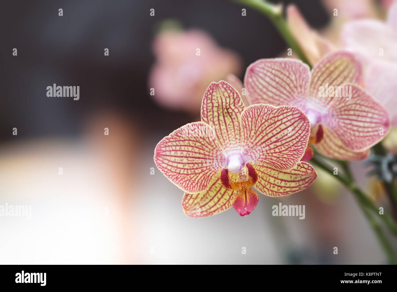 Bellissimi fiori di orchidea con sfondo naturale, selezionare la messa a fuoco e la sfocatura. Foto Stock