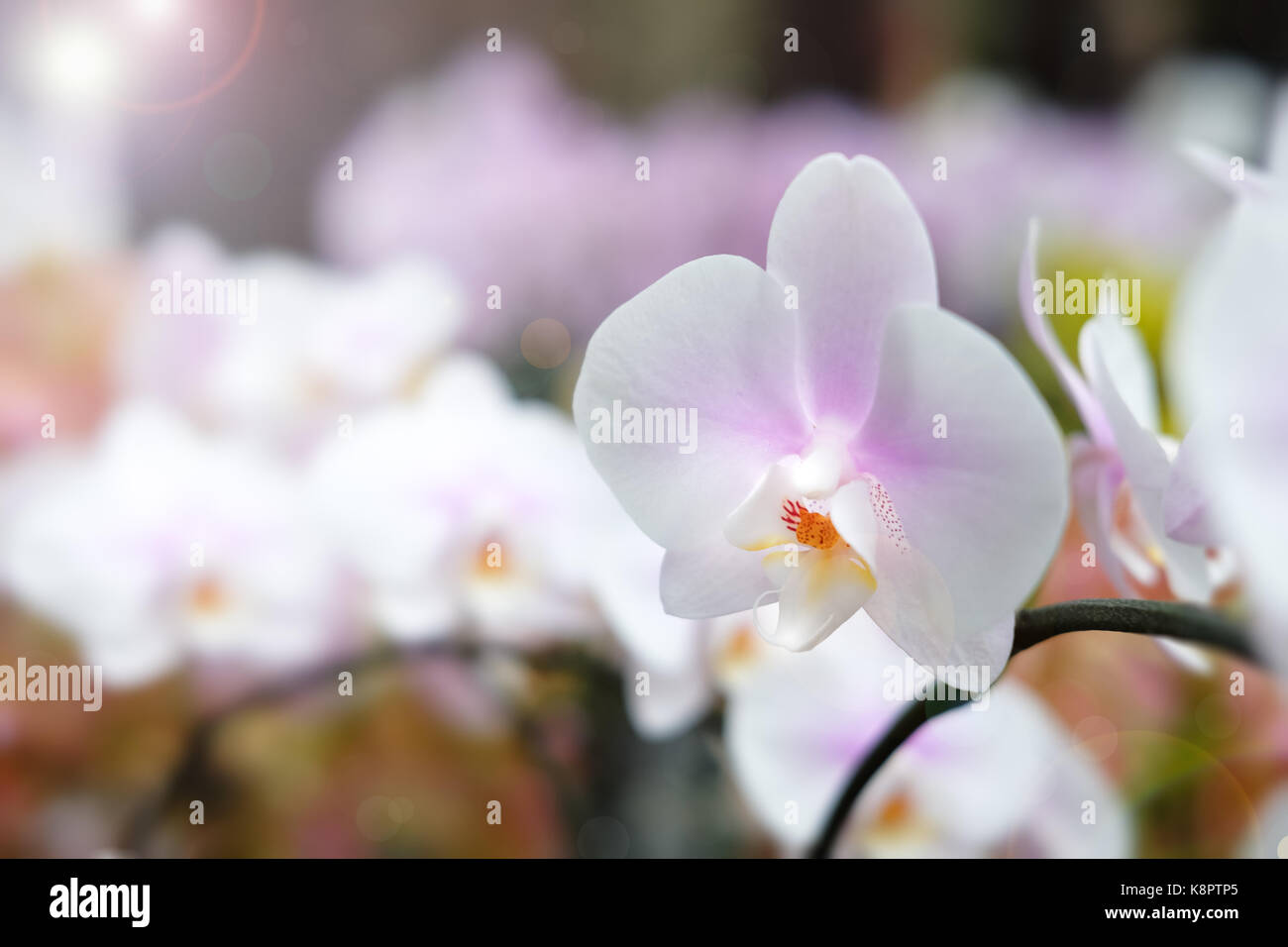 Bellissimi fiori di orchidea con sfondo naturale, selezionare la messa a fuoco e la sfocatura, rendere lens flare. Foto Stock