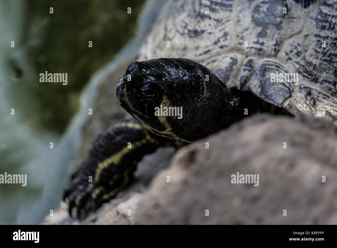 Primo piano di una tartaruga a scorrimento che si crogiola su una roccia sul bordo dell'acqua con segni gialli visibili Foto Stock