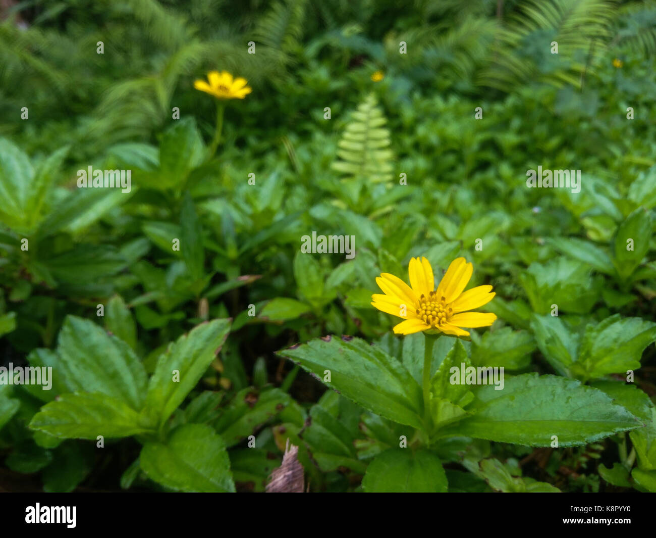 Giallo fiori selvatici, comunemente chiamato come goldenstar o chrysogonum virginianum Foto Stock