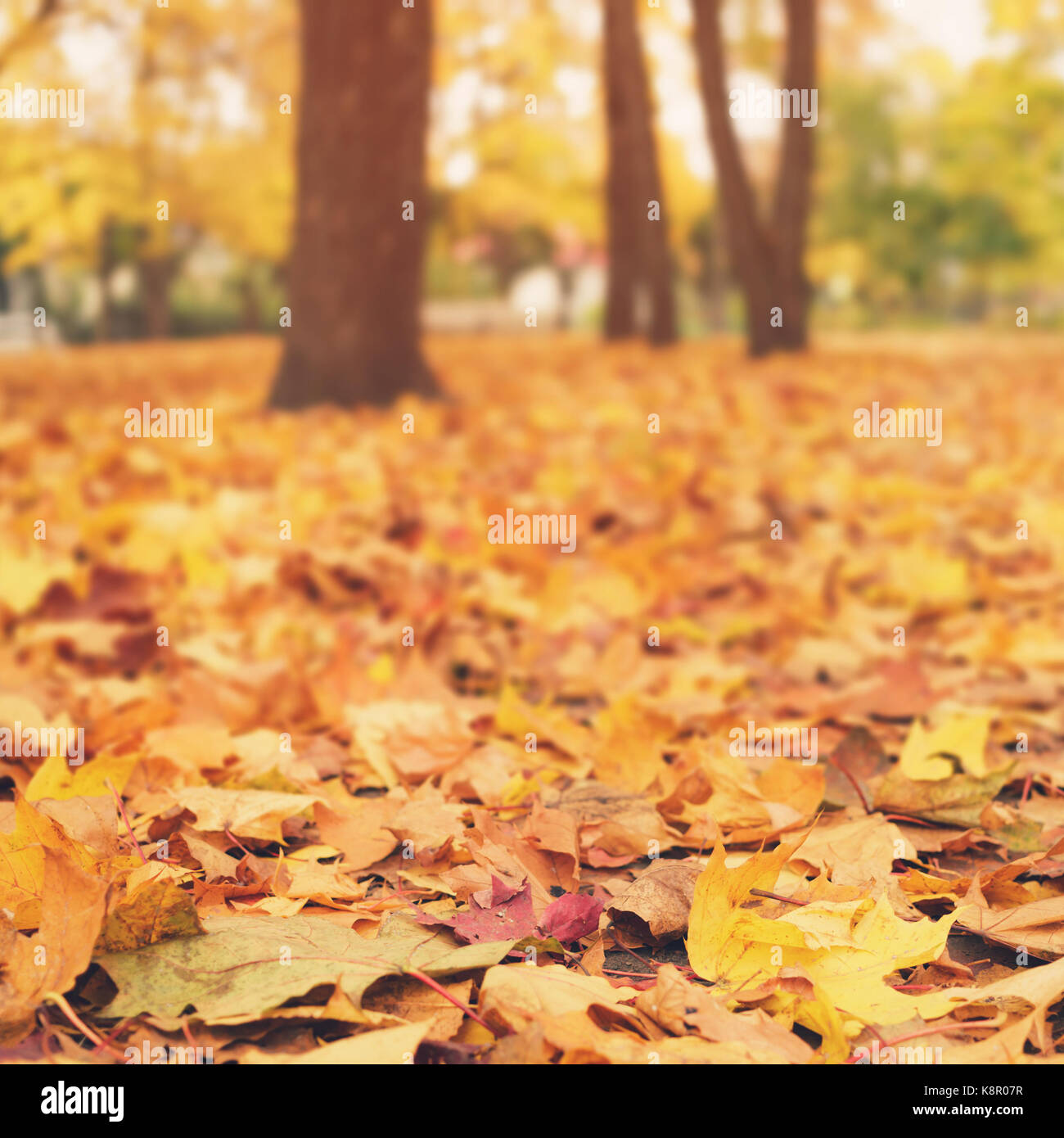 Bright Foglie di autunno sul terreno Foto Stock