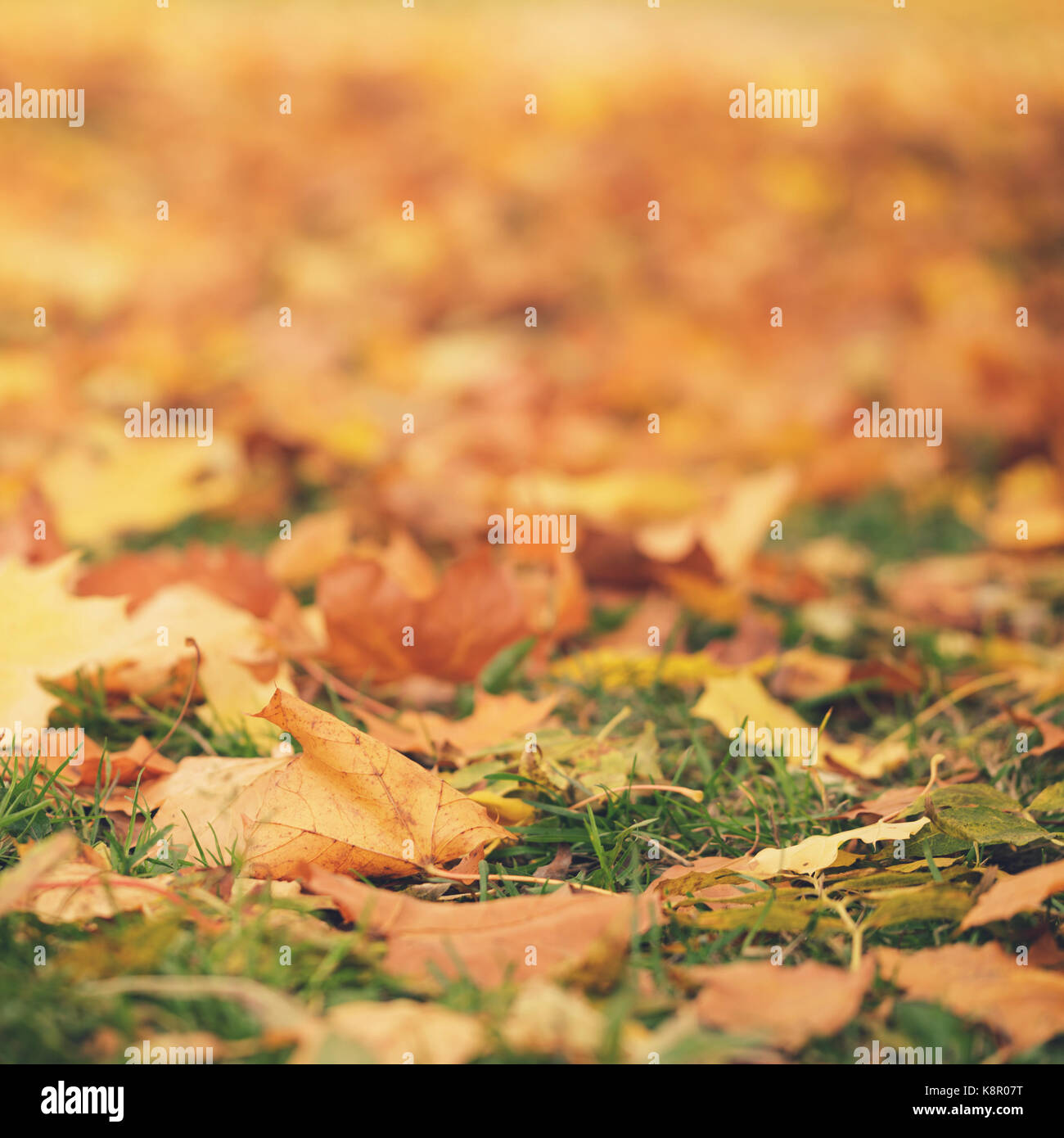 Close up foto di foglie di autunno sul terreno Foto Stock