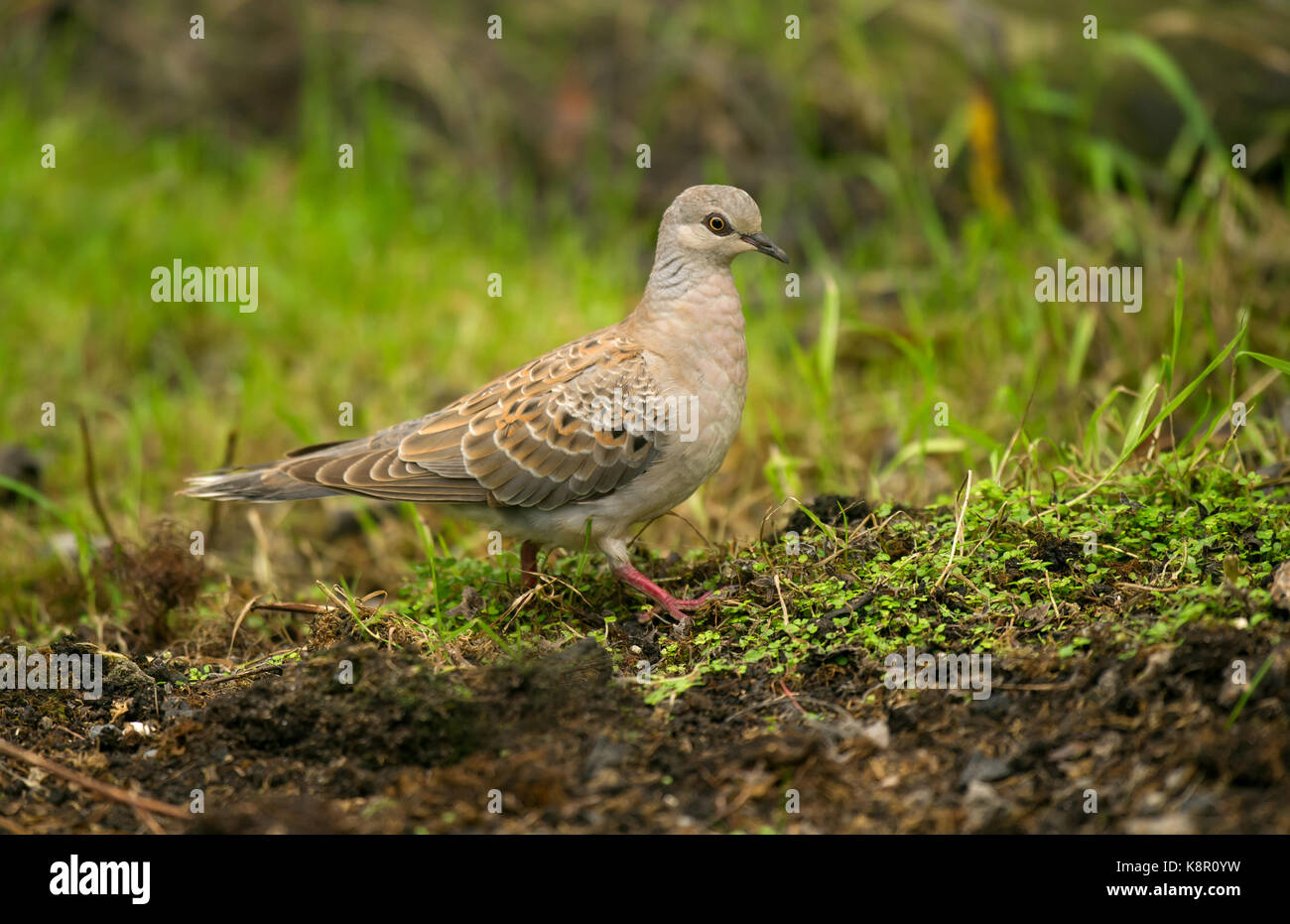 Eurasian tortora (Streptopelia turtur) capretti, appollaiato sul terreno, isole Scilly, Inghilterra, Foto Stock
