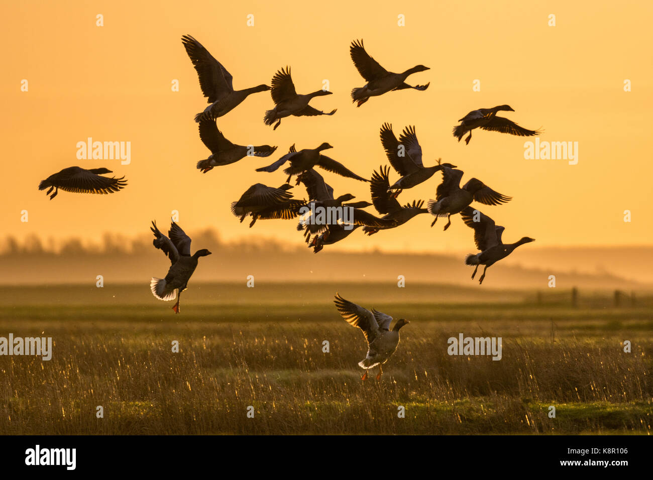 Graylag goose (Anser anser) sollevamento fuori dalla palude di sunrise, paludi elmley n.n.r., north kent paludi, Isle of Sheppey, kent, Inghilterra, febbraio Foto Stock