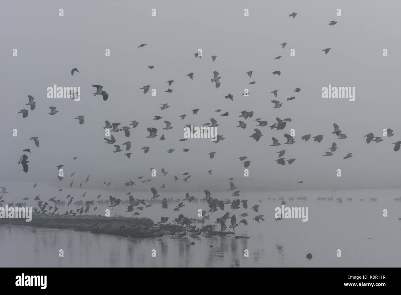 Pavoncella (vanellus vanellus) gregge, sollevamento off all'alba, paludi elmley n.n.r., north kent paludi, Isle of Sheppey, kent, Inghilterra, febbraio Foto Stock