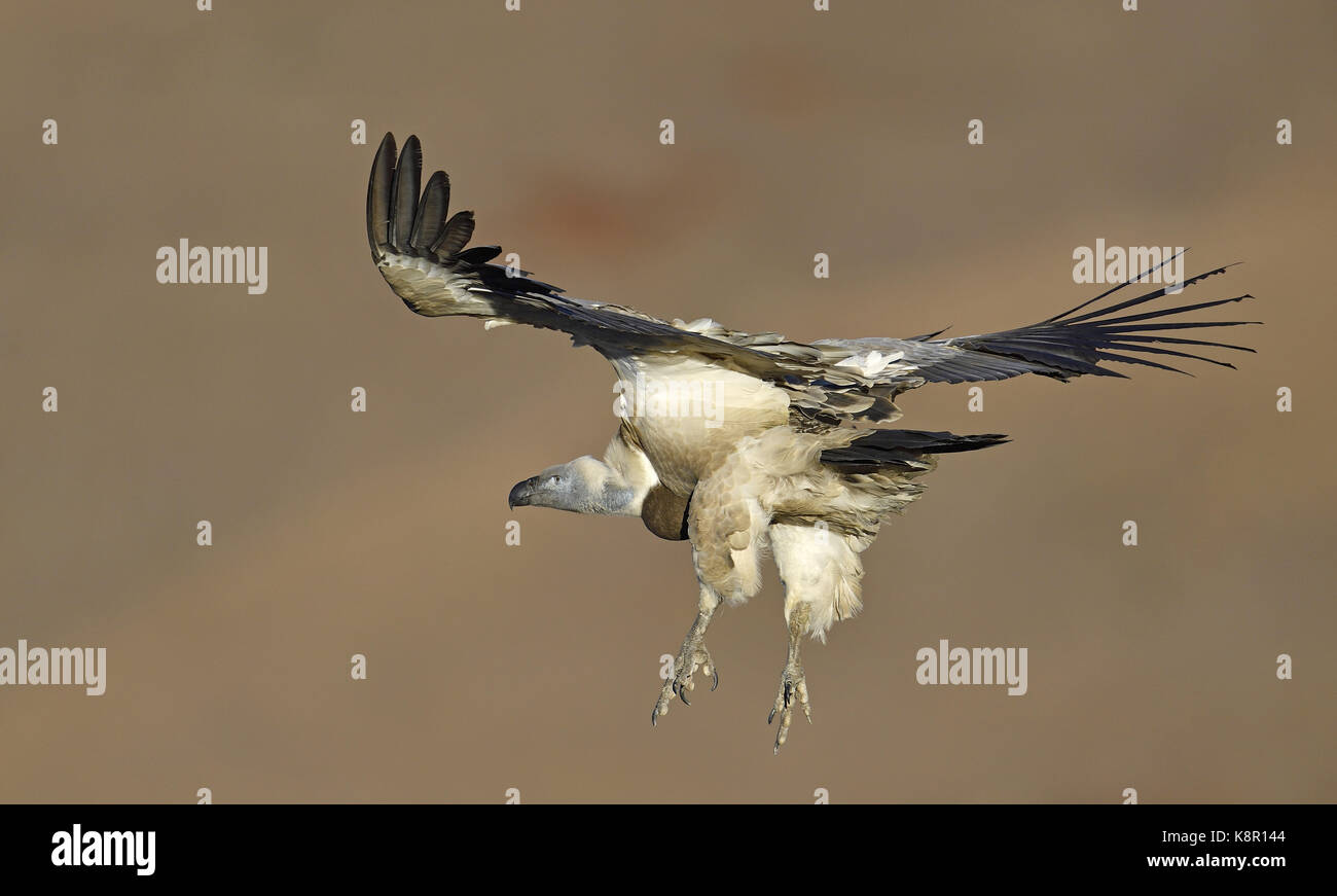 Cape vulture (gyps coprotheres) in volo, gigante del castello del parco nazionale, Natal, sud africa Foto Stock