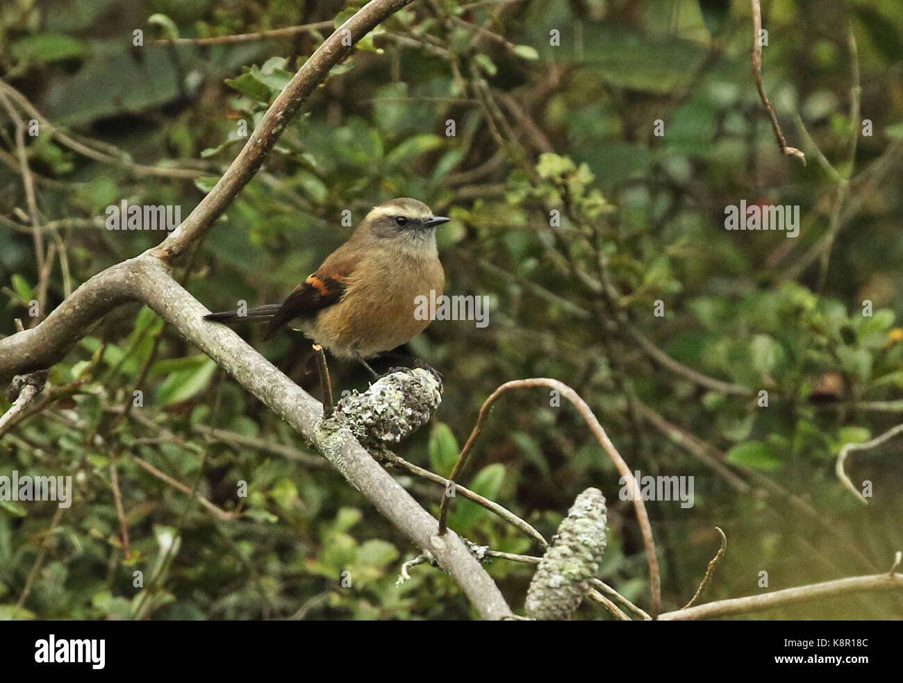 Marrone-backed chat-tiranno (ochthoeca fumicolor fumicolor) adulto appollaiato sul ramo guasca, Bogotà, Colombia novembre Foto Stock