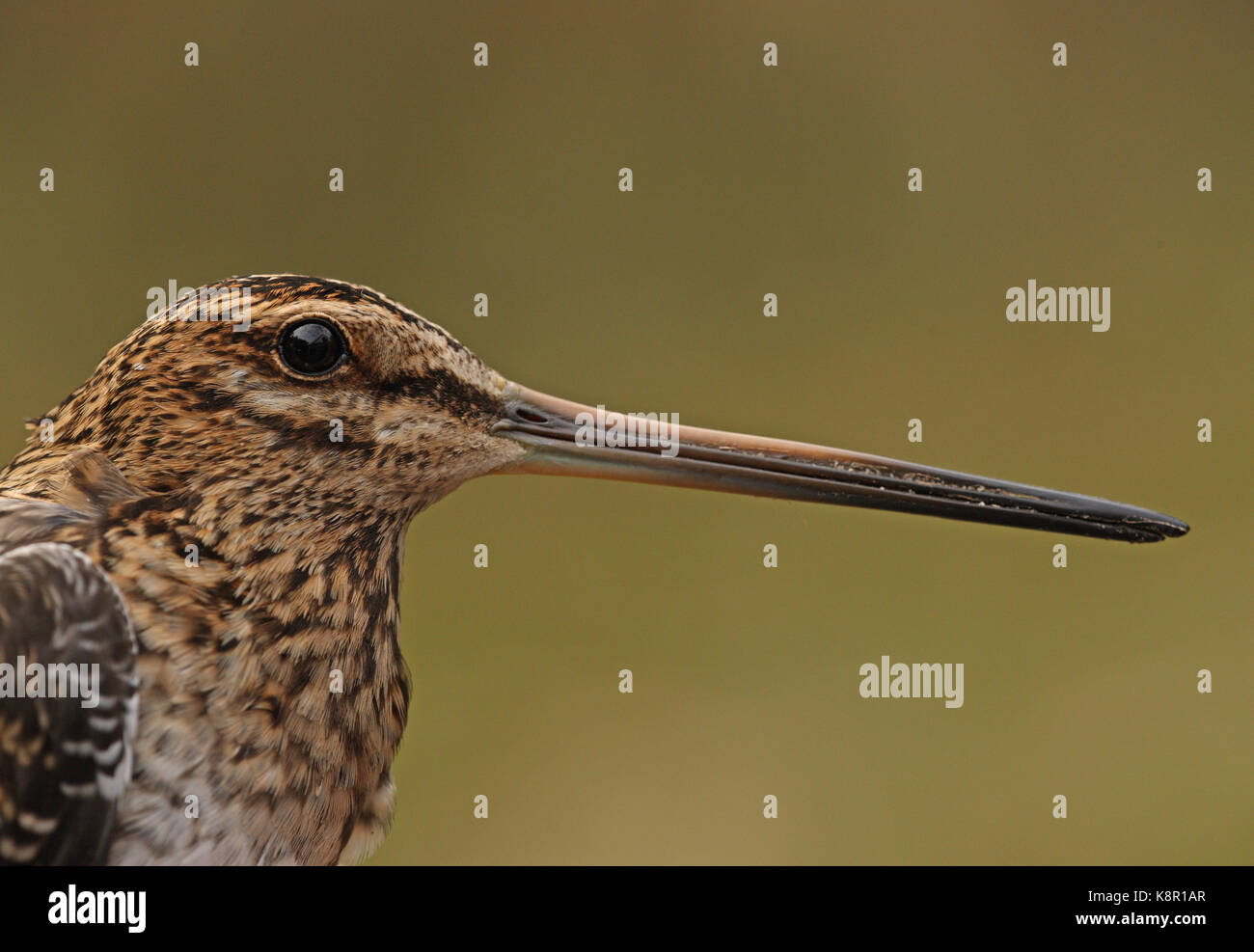 Beccaccino ( gallinago Gallinago gallinago) fino in prossimità della testa di adulto eccles-on-Sea, norfolk ottobre Foto Stock