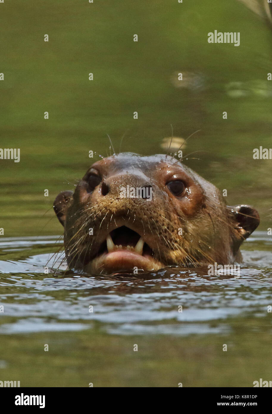 Lontra gigante (Pteronura brasiliensis) in prossimità della testa di adulto nel fiume inirida, colombia novembre Foto Stock