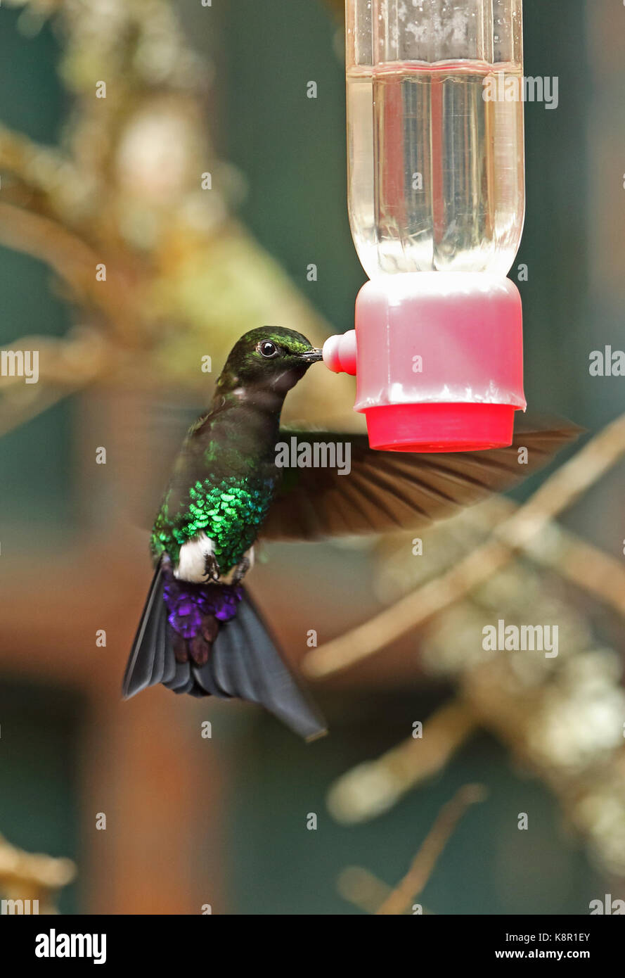 Incandescente puffleg (eriocnemis vestita vestita) maschio adulto alimentazione alimentatore hummingbird guasca, vicino a Bogotà, Colombia novembre Foto Stock