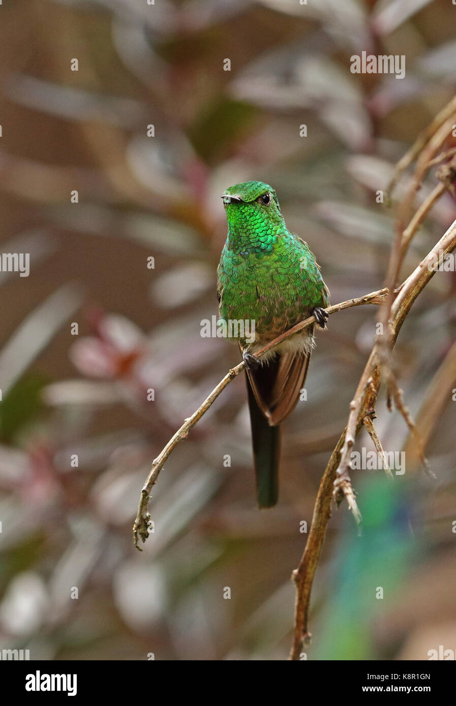 Verde-tailed trainbearer (lesbia nuna gouldii) maschio adulto arroccato su ramoscello guasca, vicino a Bogotà, Colombia novembre Foto Stock