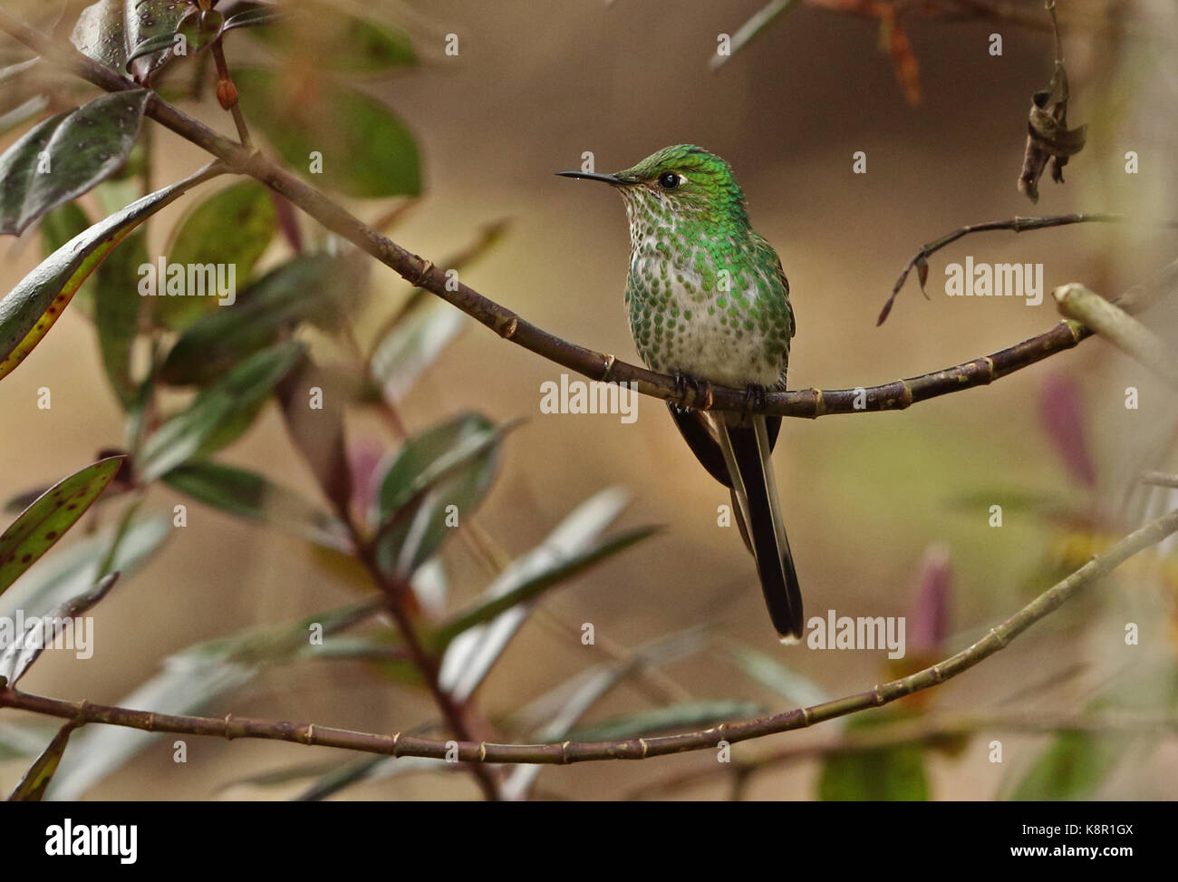 Verde-tailed trainbearer (lesbia nuna gouldii) femmina adulta arroccato su ramoscello guasca, vicino a Bogotà, Colombia novembre Foto Stock