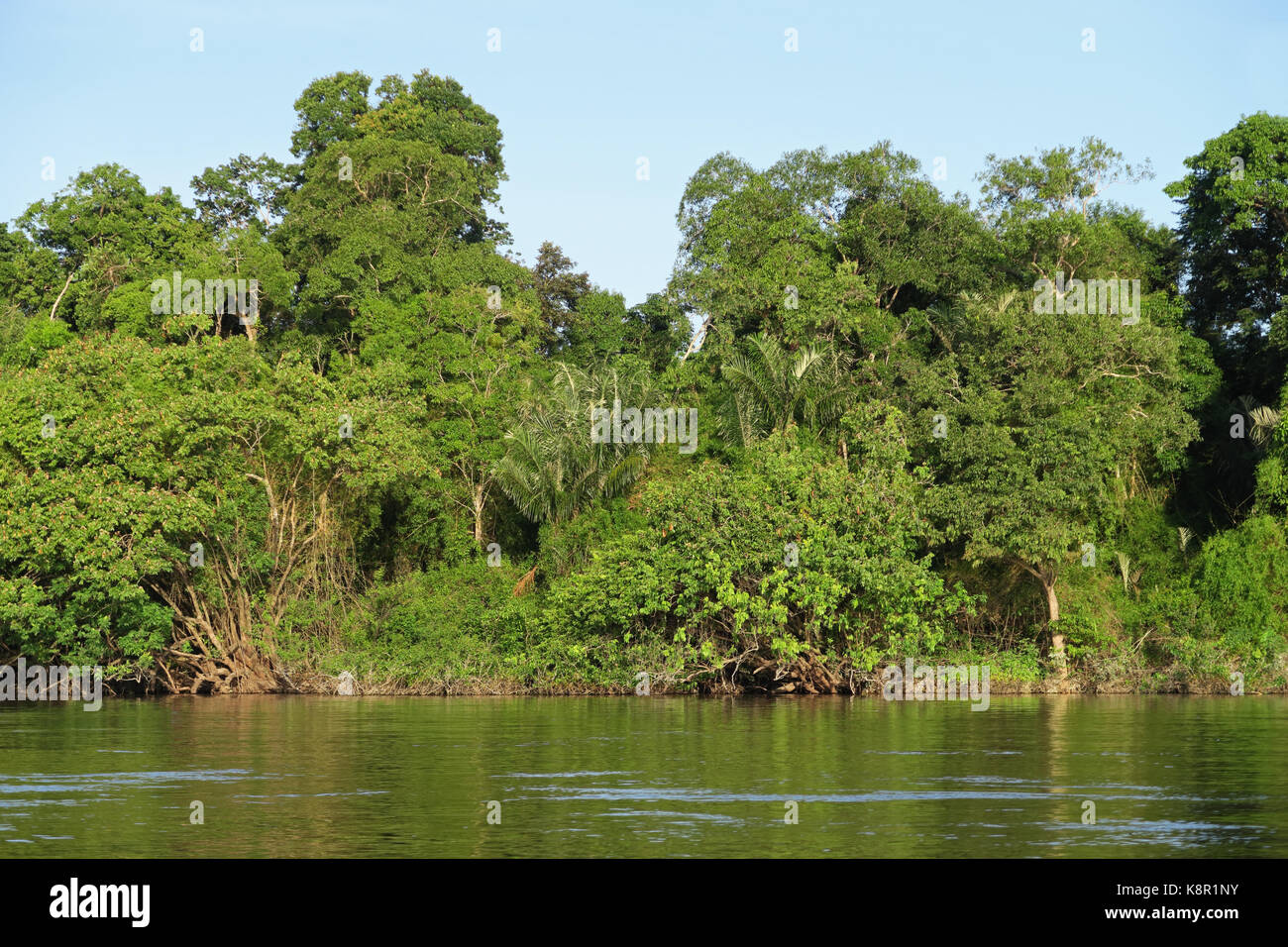 La lussureggiante foresta pluviale sulla banca del fiume fiume inirida, colombia novembre Foto Stock