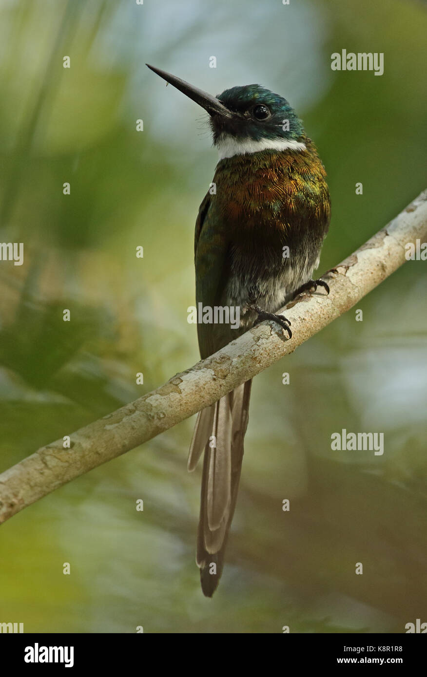 Paradise jacamar (galbula dea dea) adulto appollaiato sul ramo inirida, Columbia novembre Foto Stock