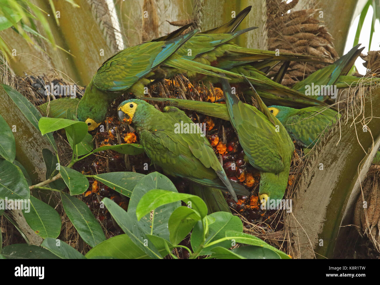 Rosso-panciuto macaw (orthopsittaca manilatus) gregge alimentare sulla fruttificazione Palm tree san jose del guaviare, colombia novembre Foto Stock