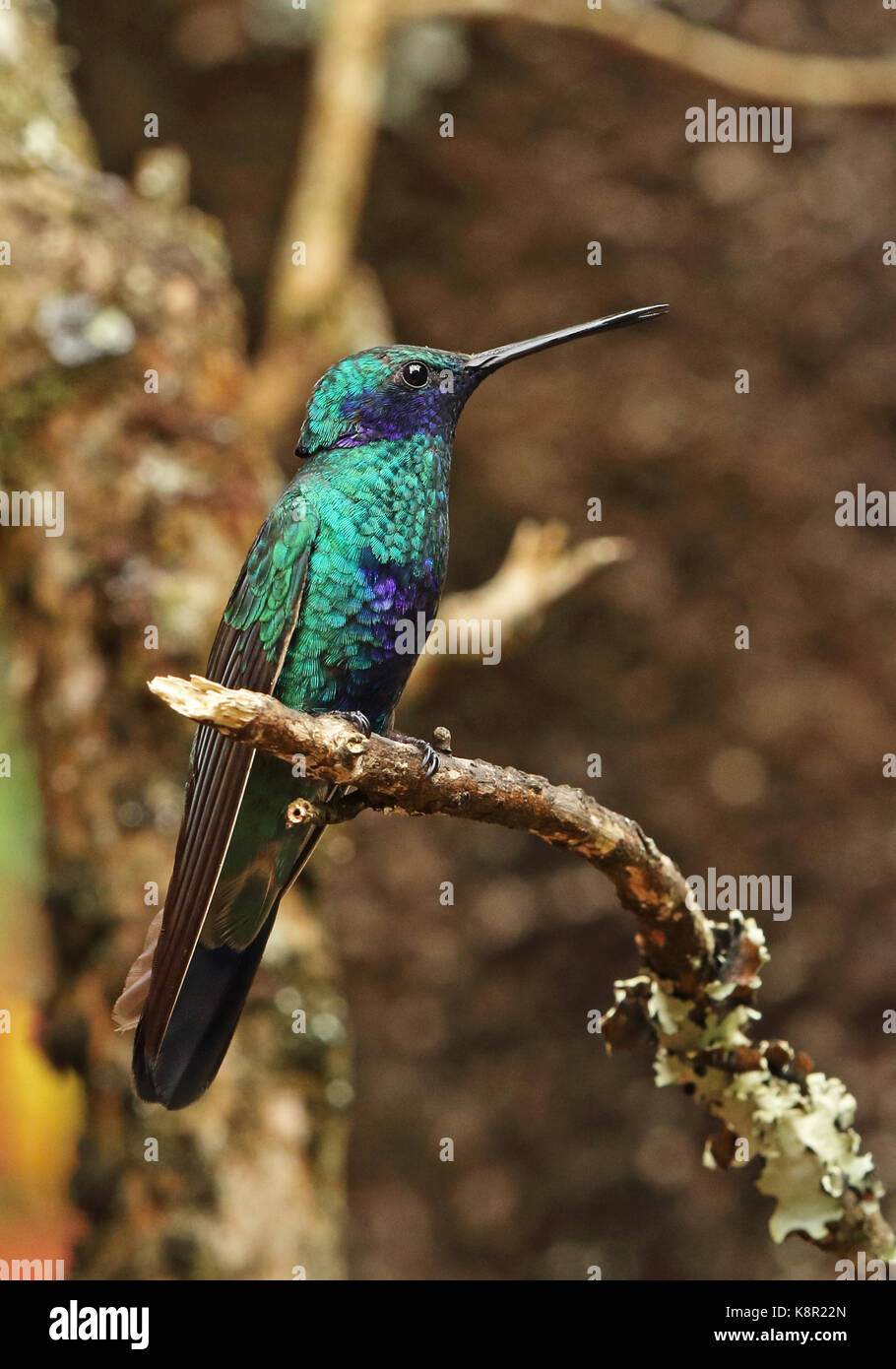 Vini spumanti viola-orecchio (colibri coruscans coruscans) adulto appollaiato sul ramo guasca, vicino a Bogotà, Colombia novembre Foto Stock